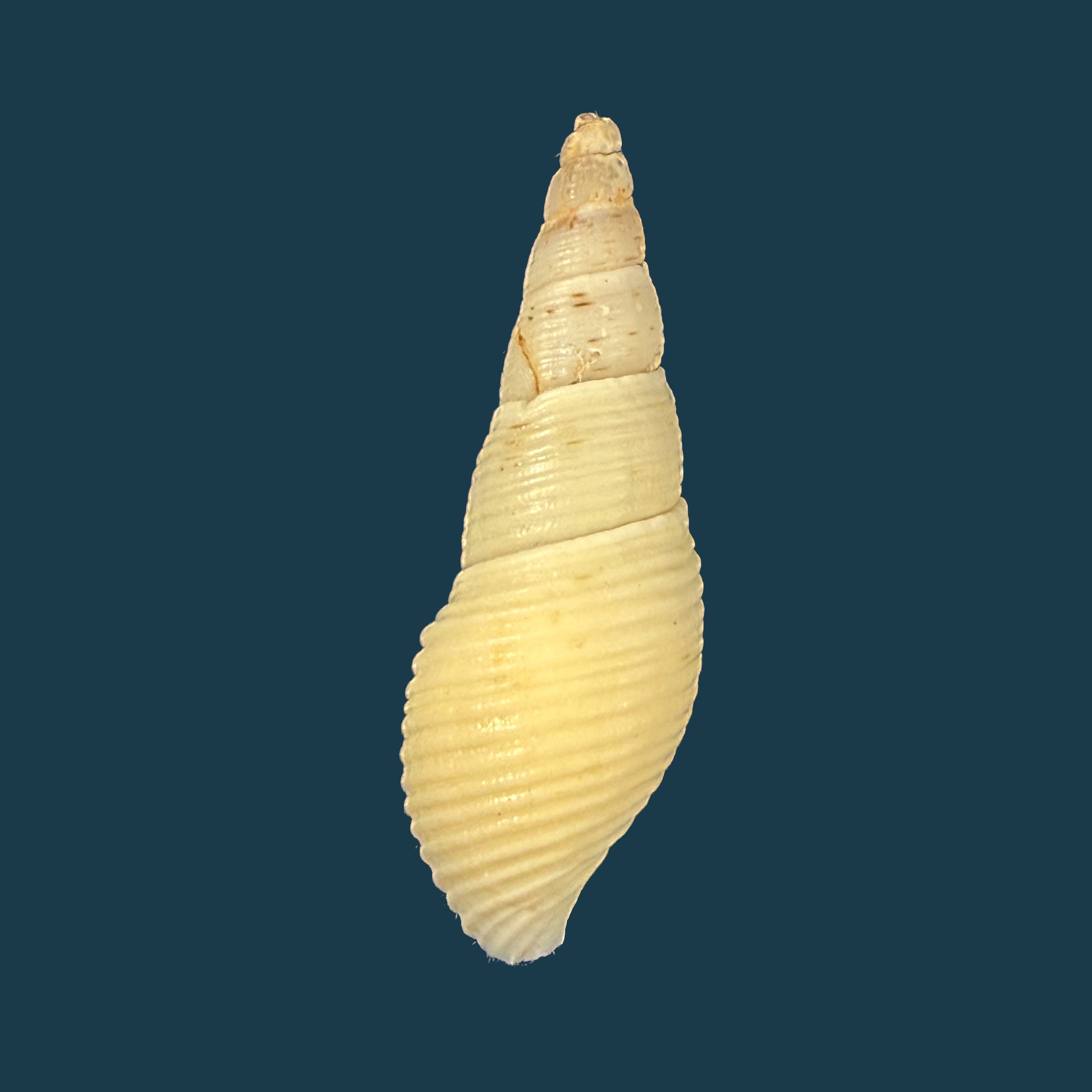 Aylacostoma brasiliense (S. Moricand, 1838) - 35,8mm