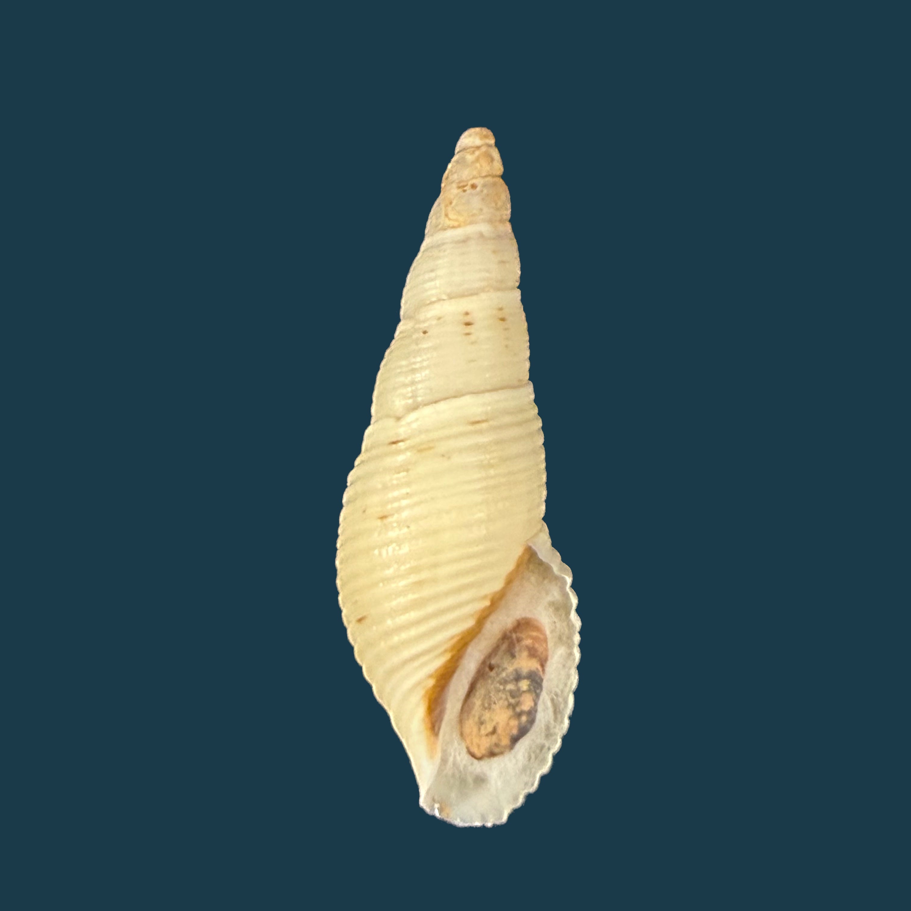 Aylacostoma brasiliense (S. Moricand, 1838) - 35,8mm