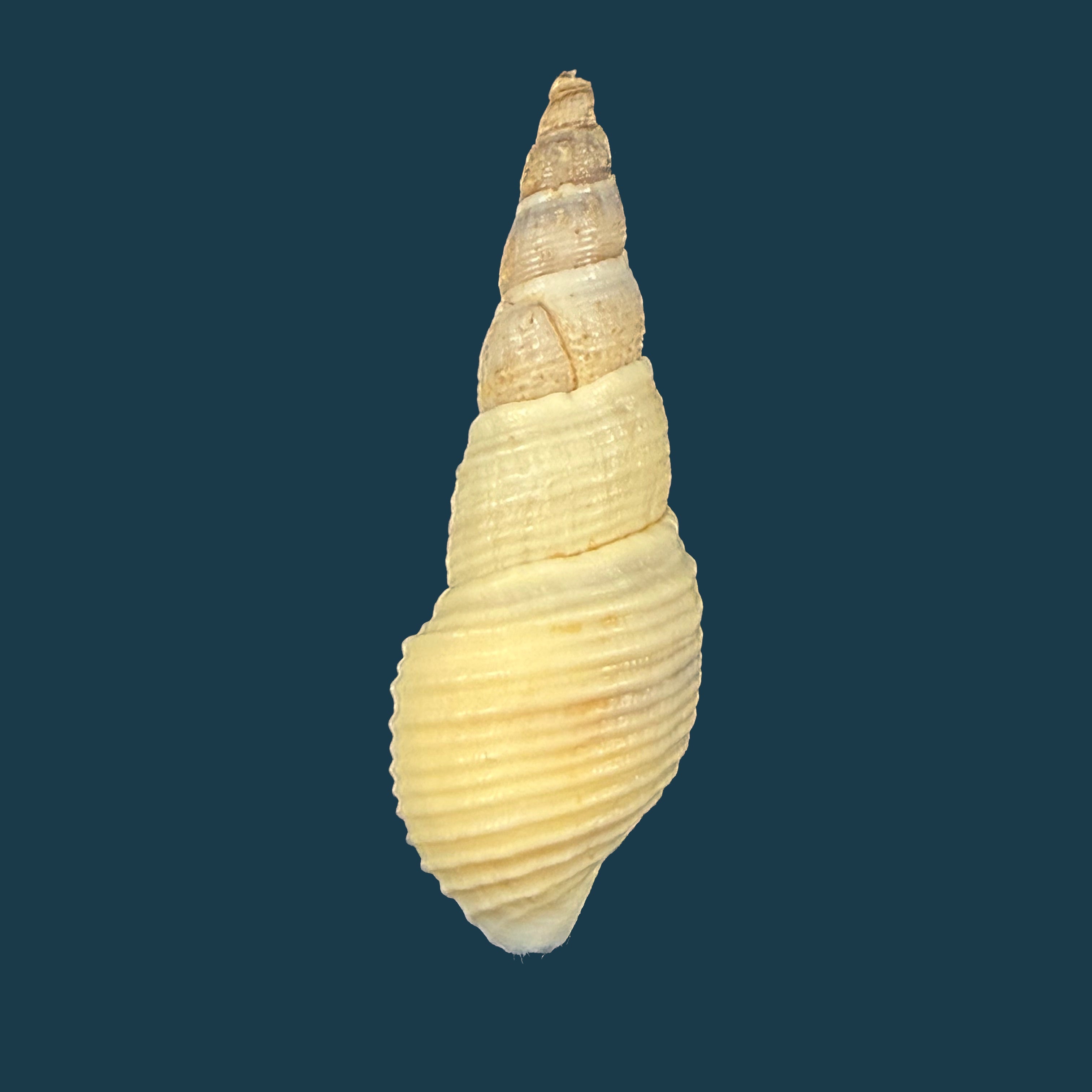 Aylacostoma brasiliense (S. Moricand, 1838) - 39,3mm