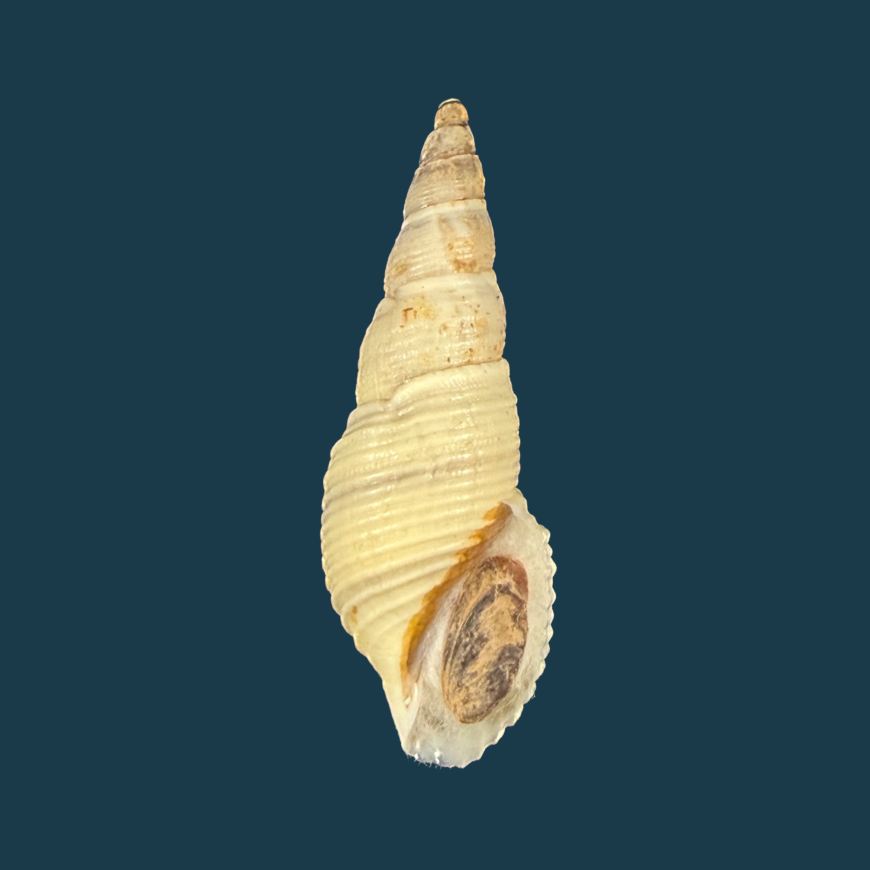 Aylacostoma brasiliense (S. Moricand, 1838) - 39,3mm