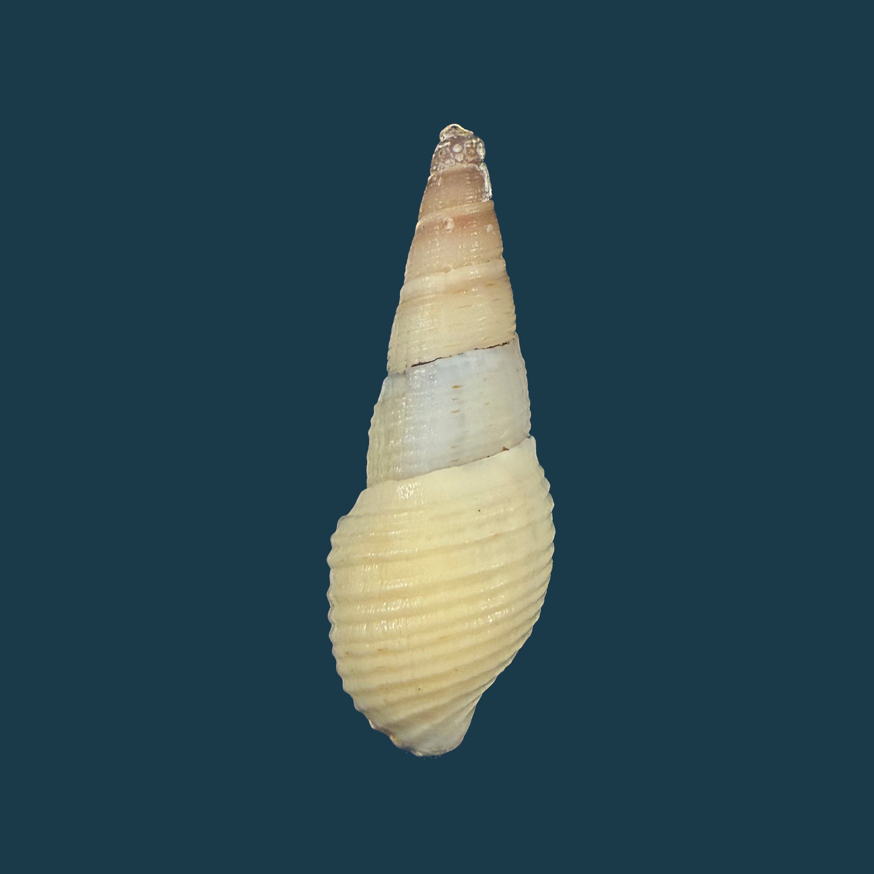 Aylacostoma brasiliense (S. Moricand, 1838) - 33,5mm