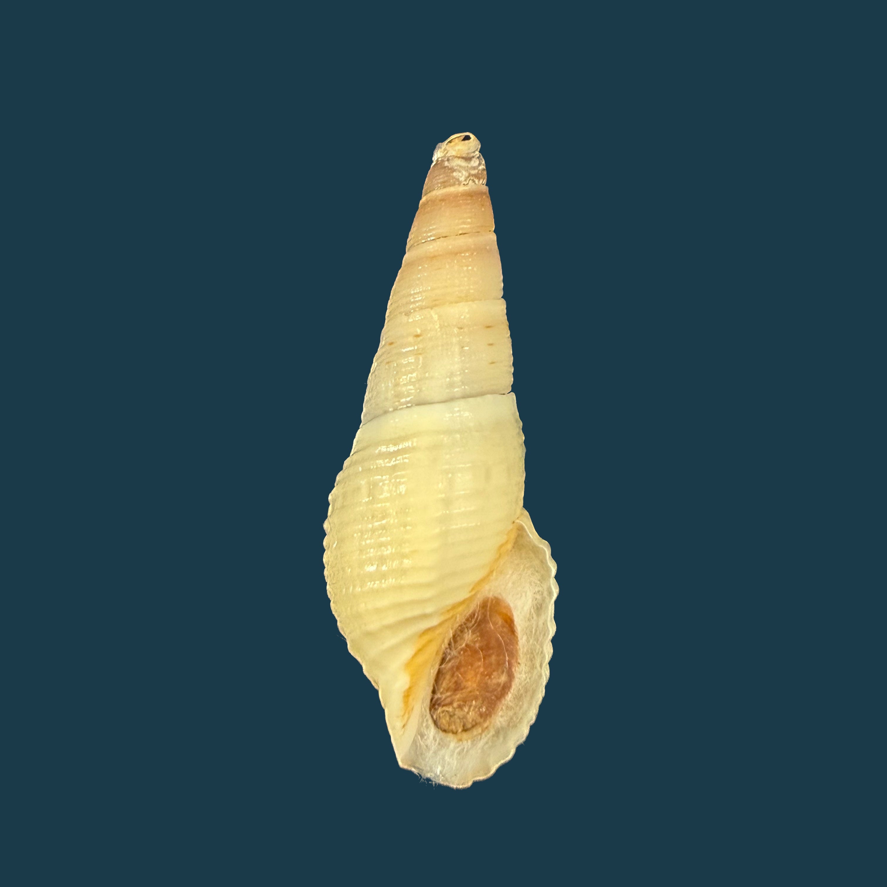 Aylacostoma brasiliense (S. Moricand, 1838) - 33,5mm