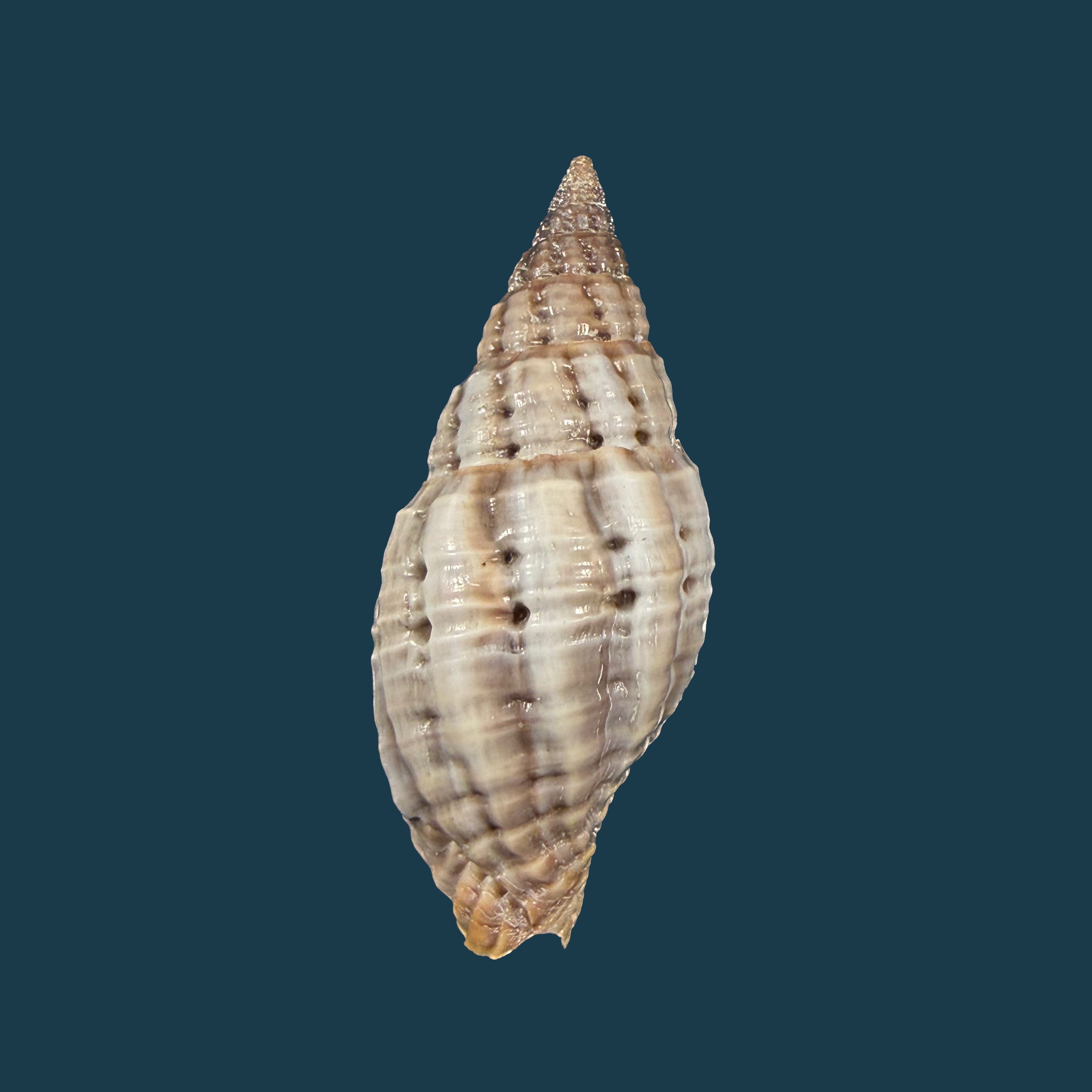 Neotiara lens (W. Wood, 1828) - 42,1mm