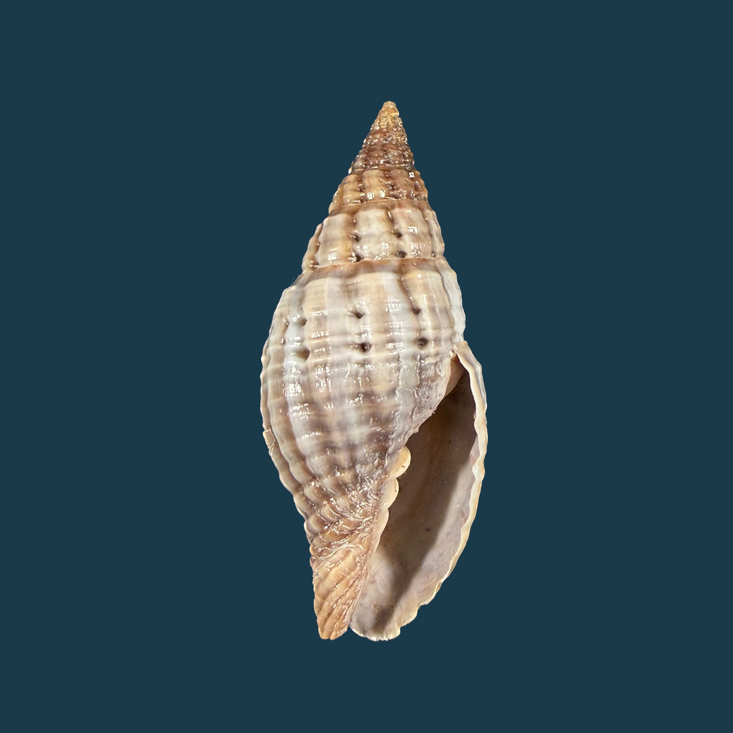 Neotiara lens (W. Wood, 1828) - 42,1mm