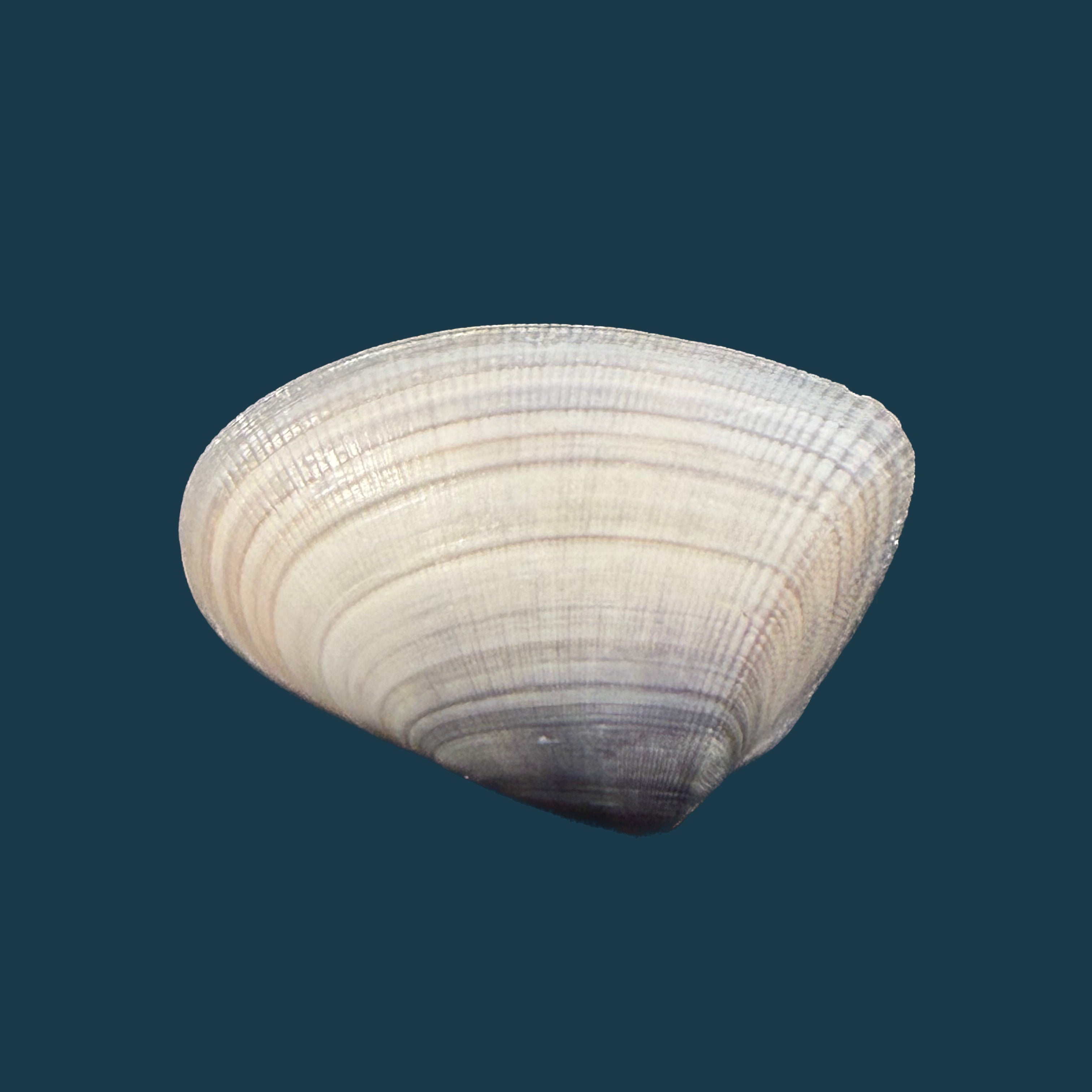 Donax panamensis R. A. Philippi, 1849 - 29,2mm