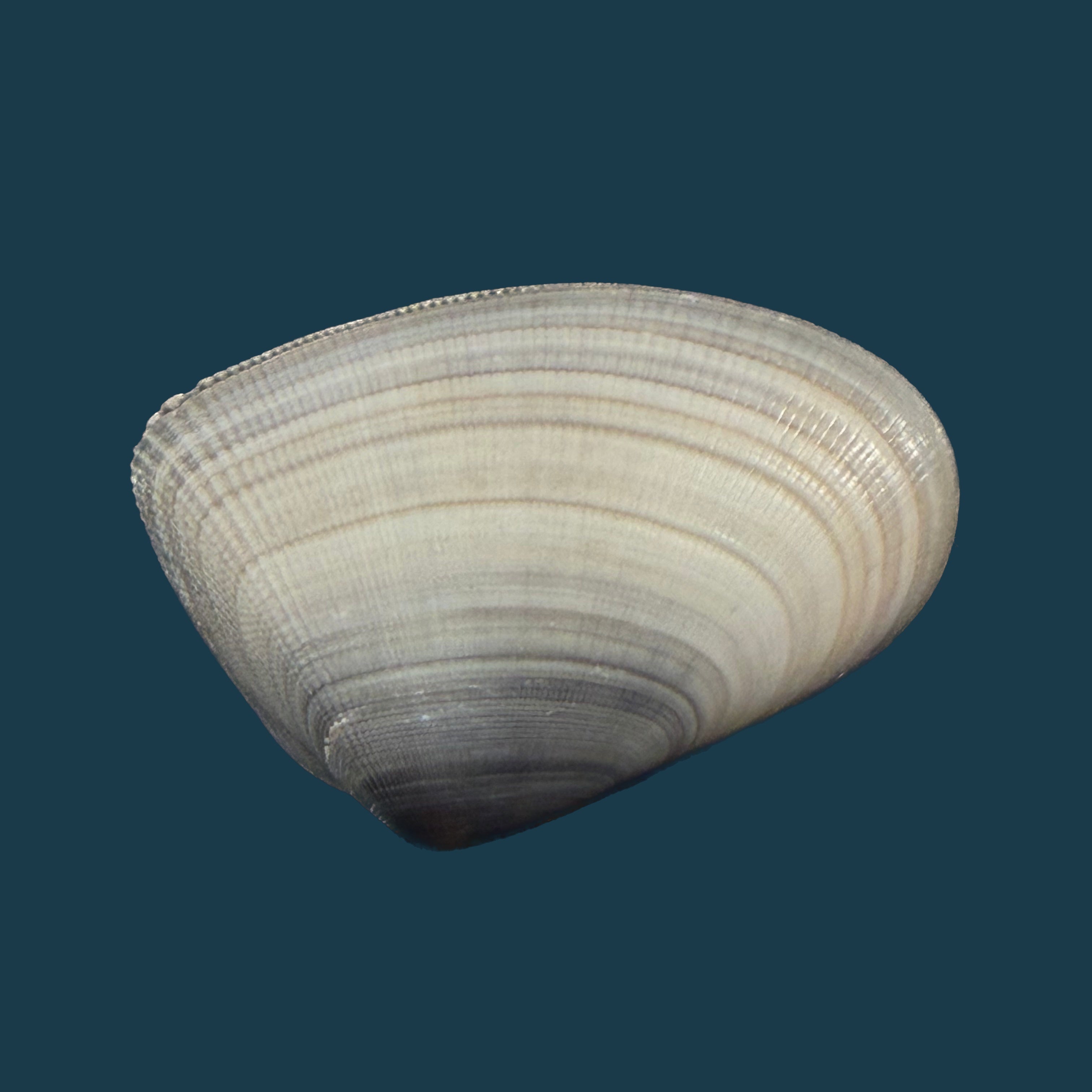 Donax panamensis R. A. Philippi, 1849 - 29,2mm