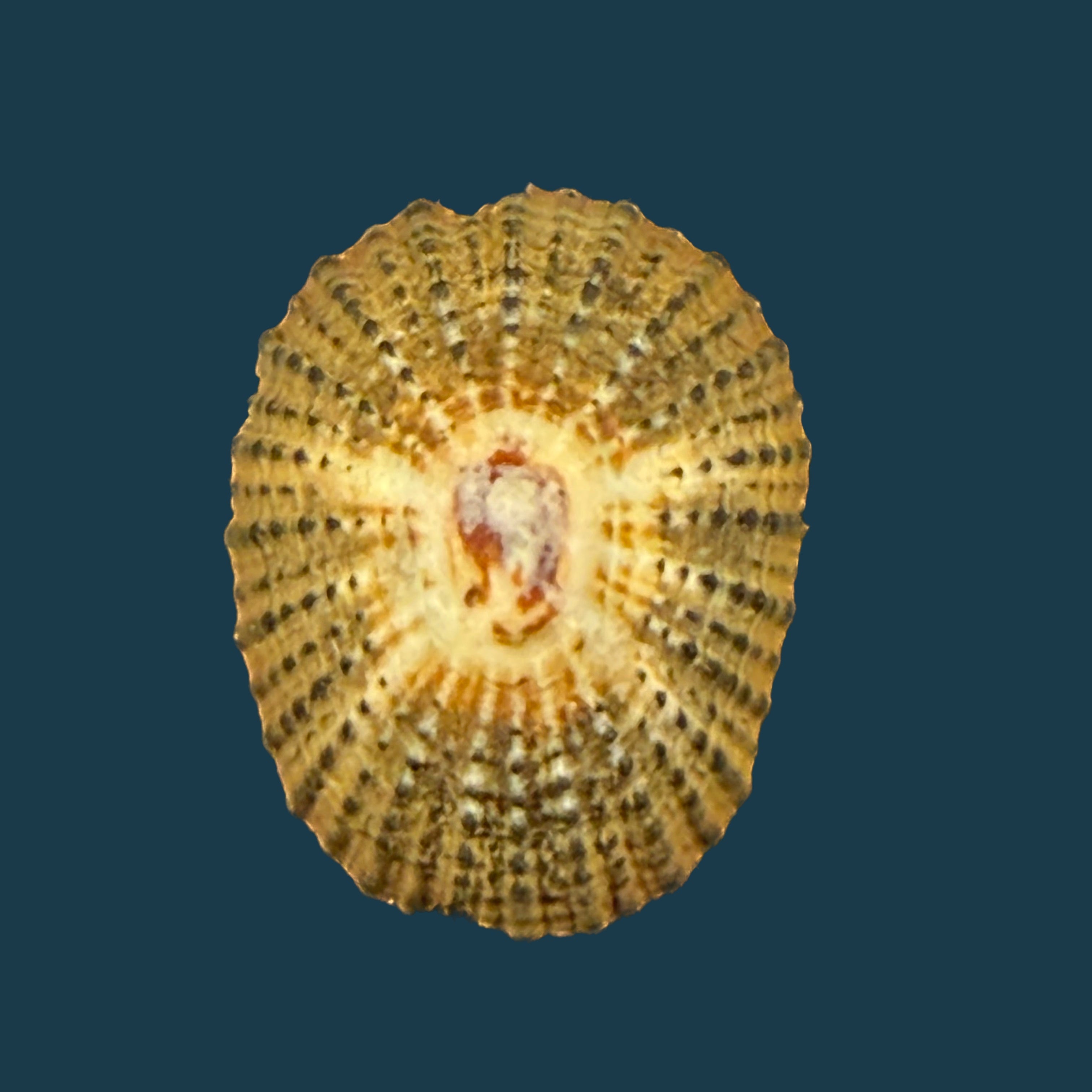 Scutellastra granularis (Linnaeus, 1758) - 20,9mm