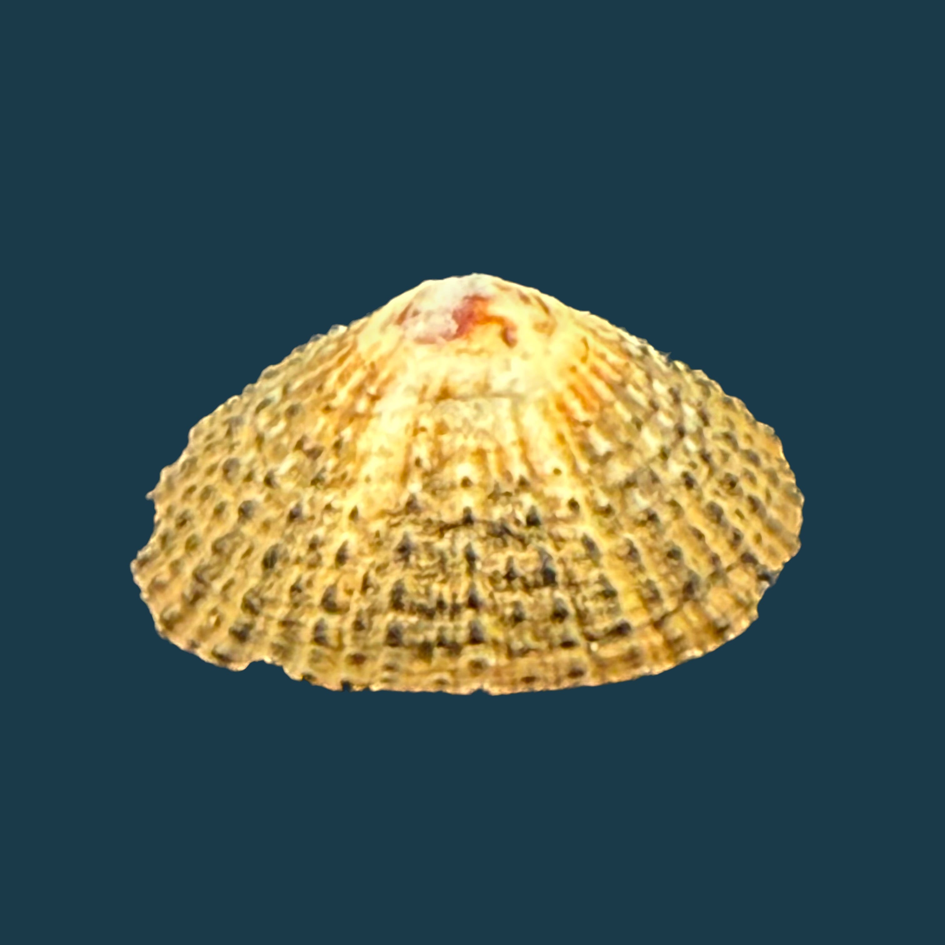 Scutellastra granularis (Linnaeus, 1758) - 20,9mm