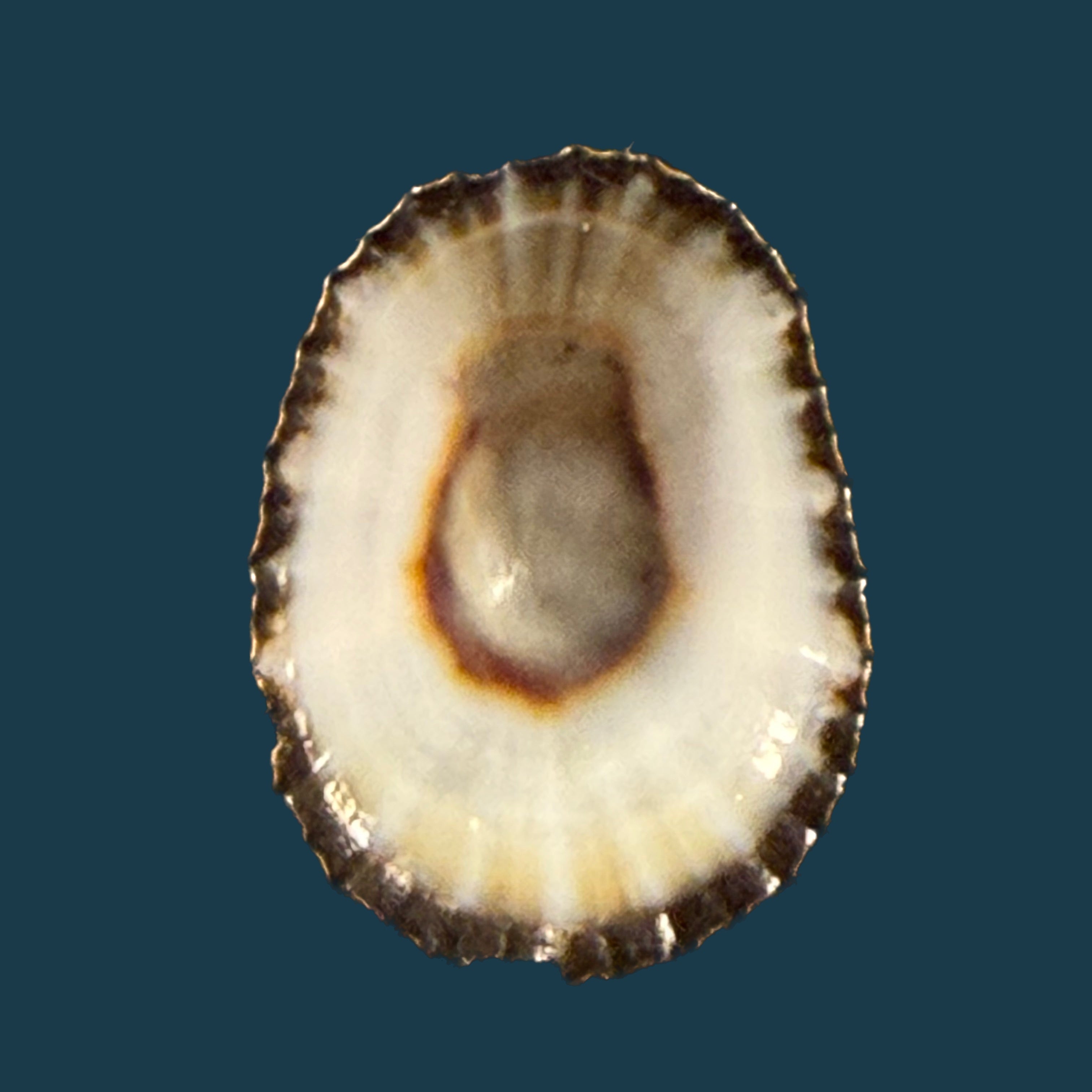 Scutellastra granularis (Linnaeus, 1758) - 20,9mm