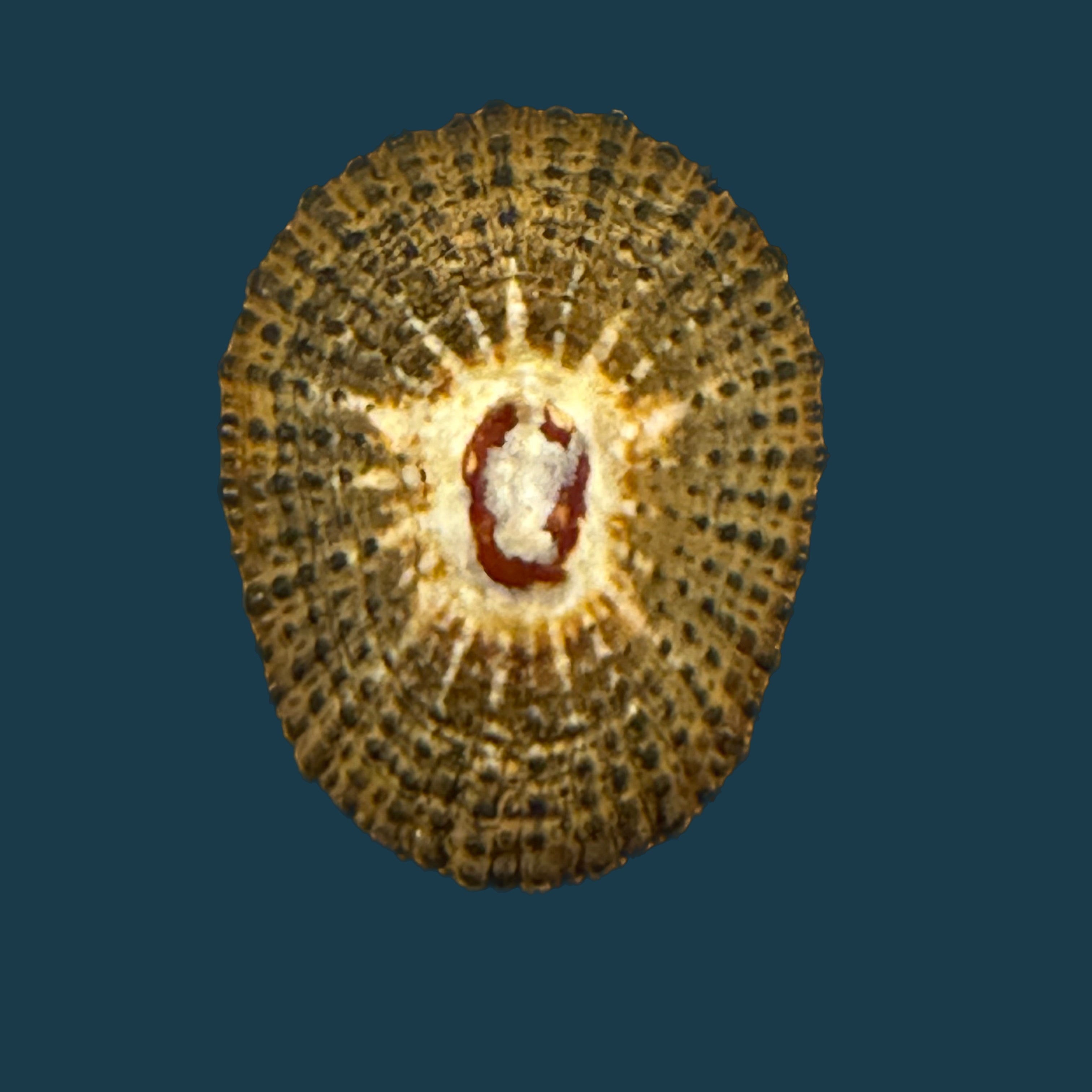 Scutellastra granularis (Linnaeus, 1758) - 20,4mm