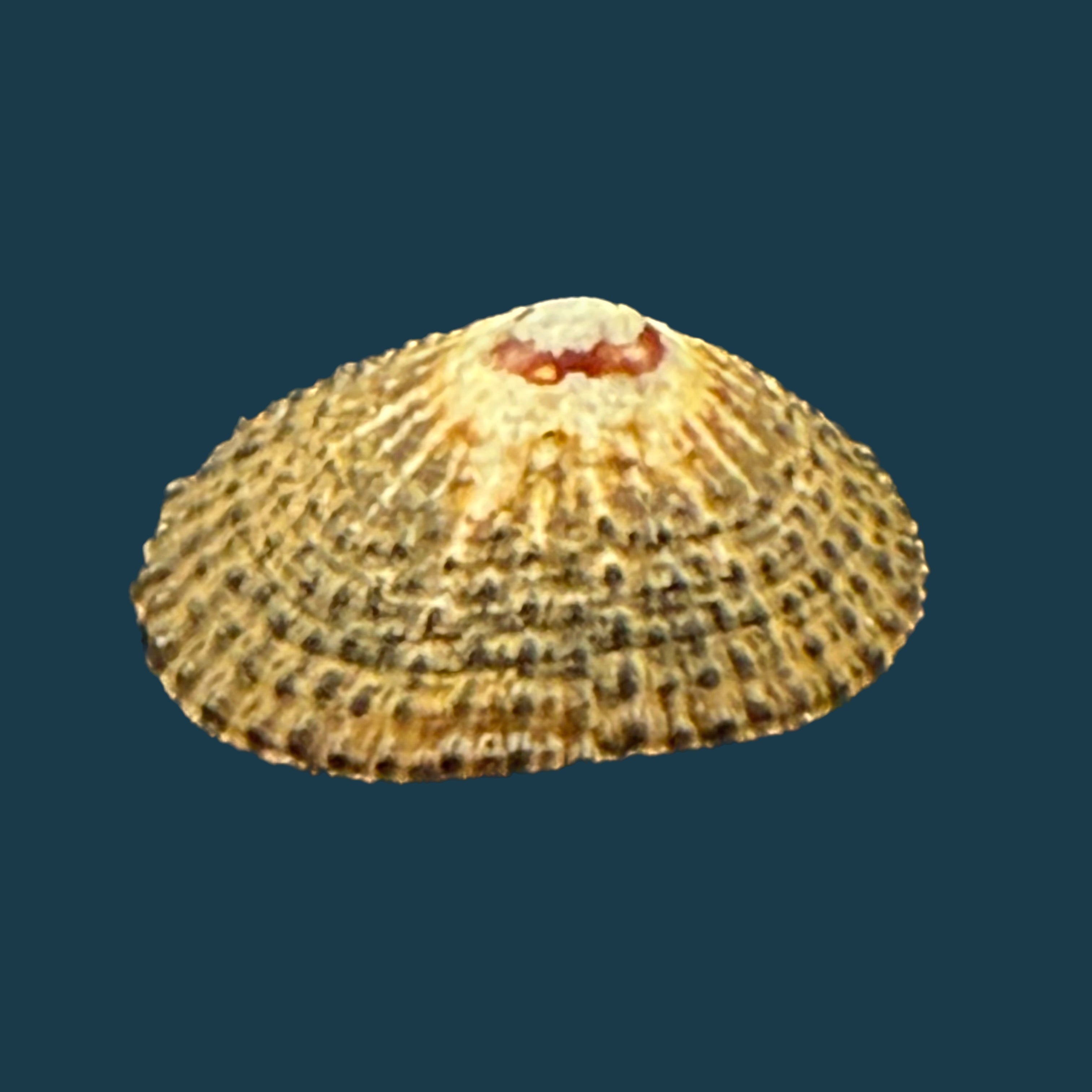 Scutellastra granularis (Linnaeus, 1758) - 20,4mm
