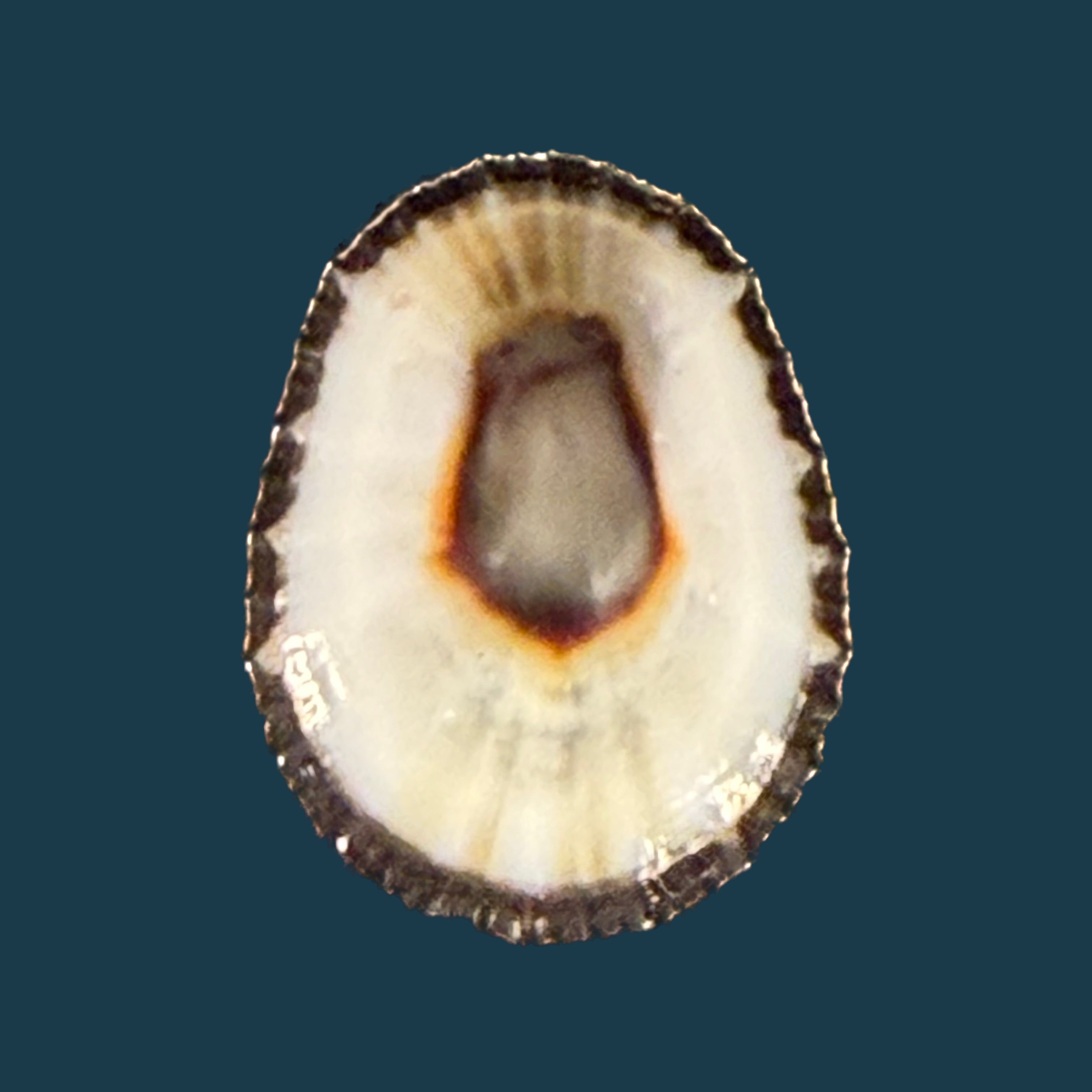 Scutellastra granularis (Linnaeus, 1758) - 20,4mm