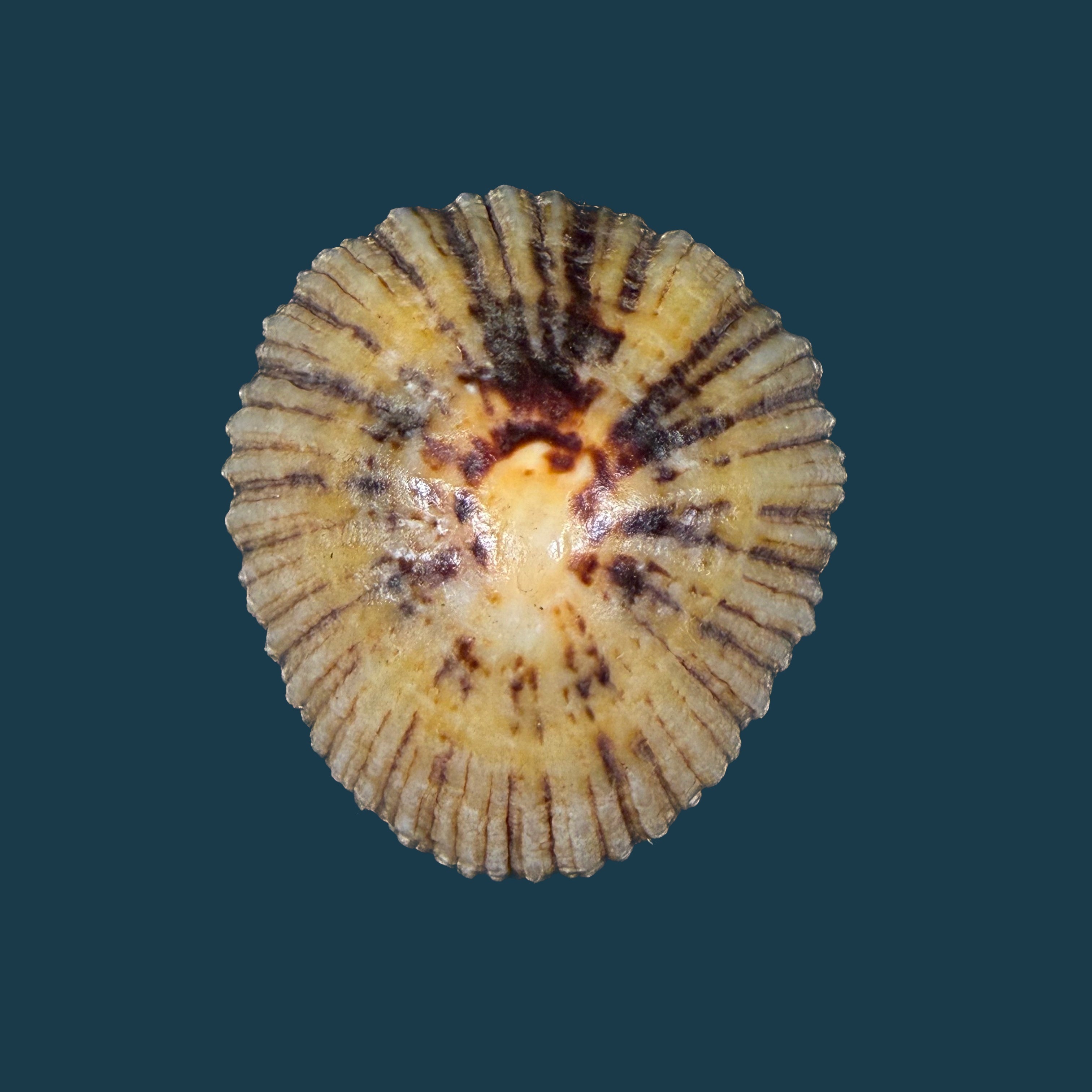 Patella depressa Pennant, 1777 - 43,5mm