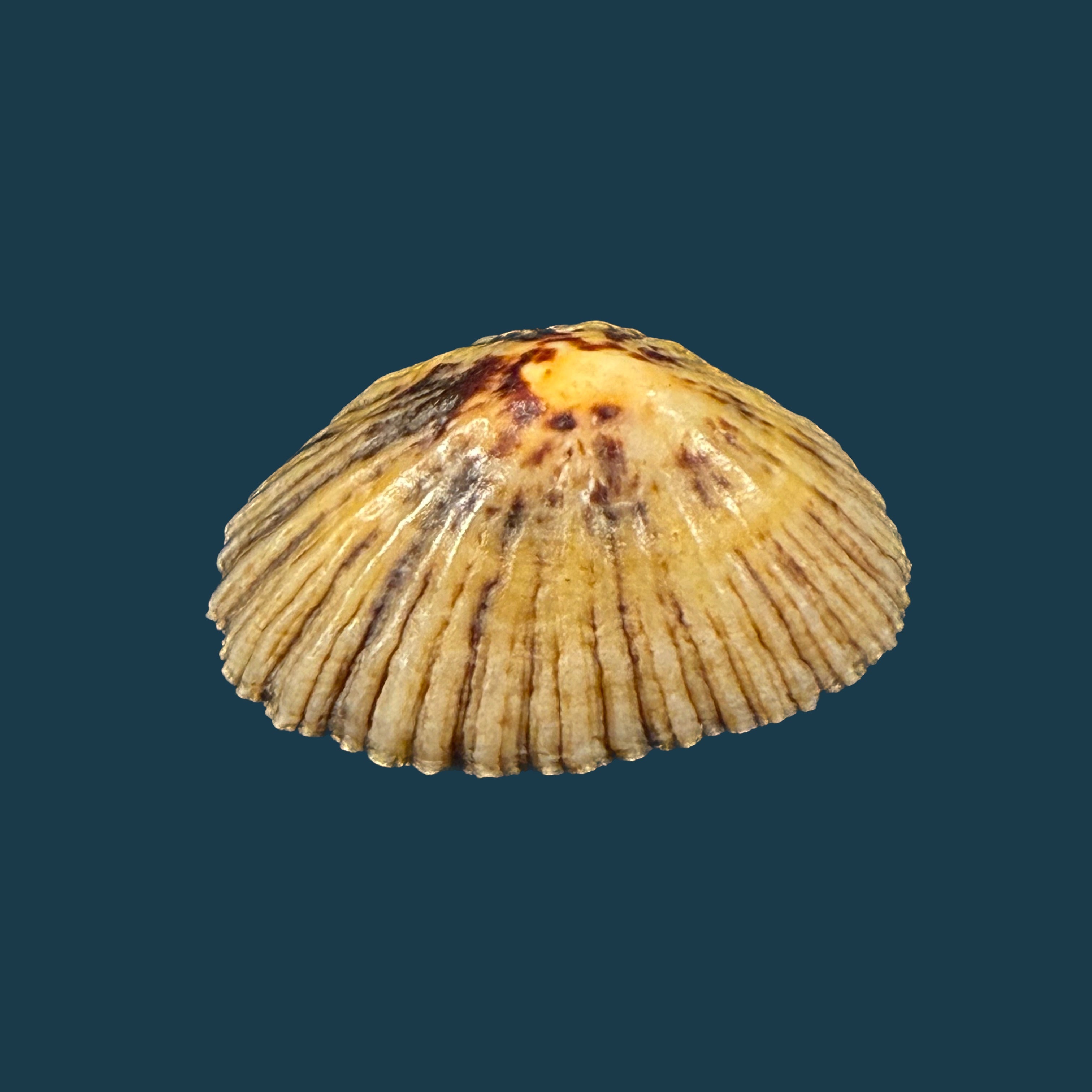 Patella depressa Pennant, 1777 - 43,5mm