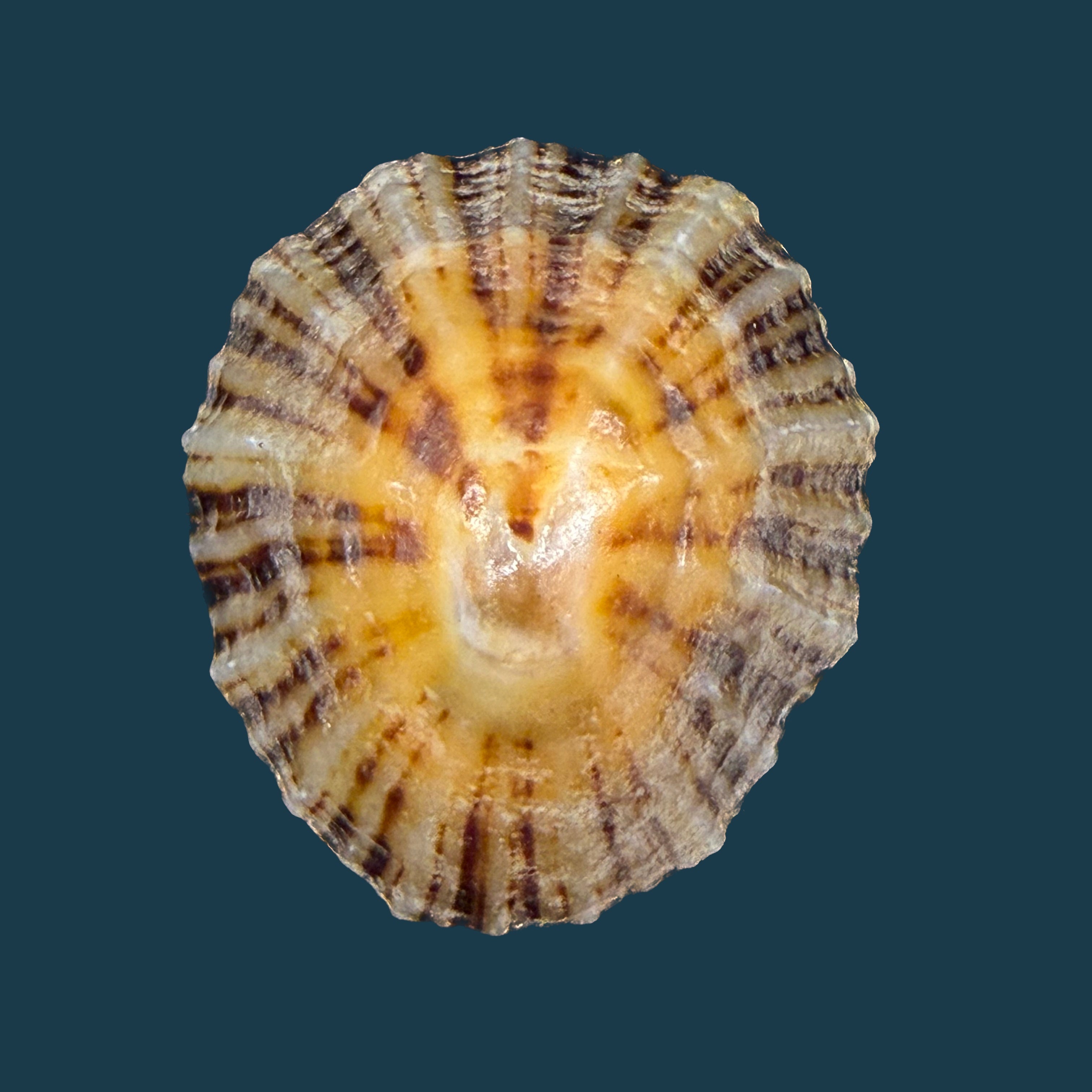 Patella depressa Pennant, 1777 - 40,6mm