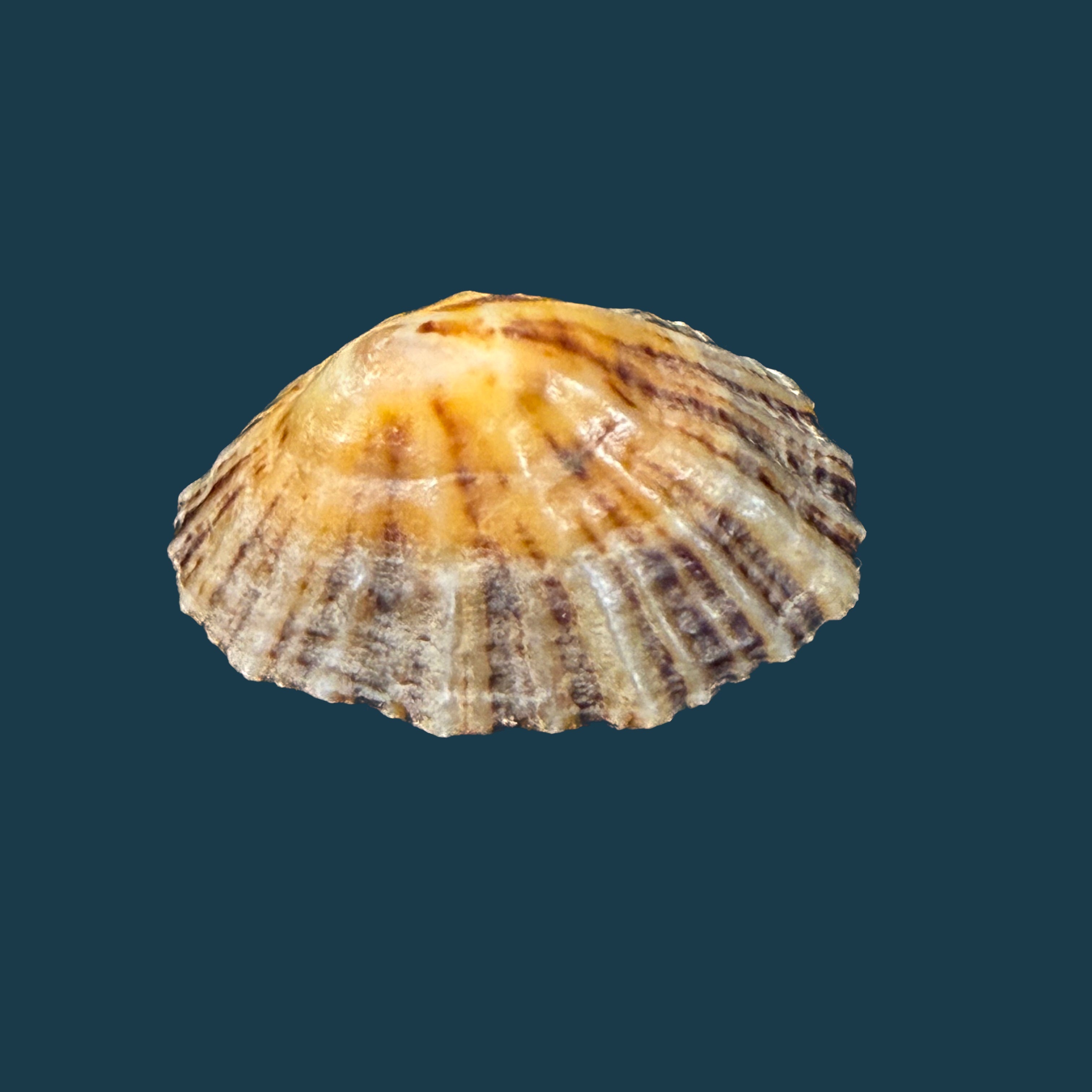 Patella depressa Pennant, 1777 - 40,6mm