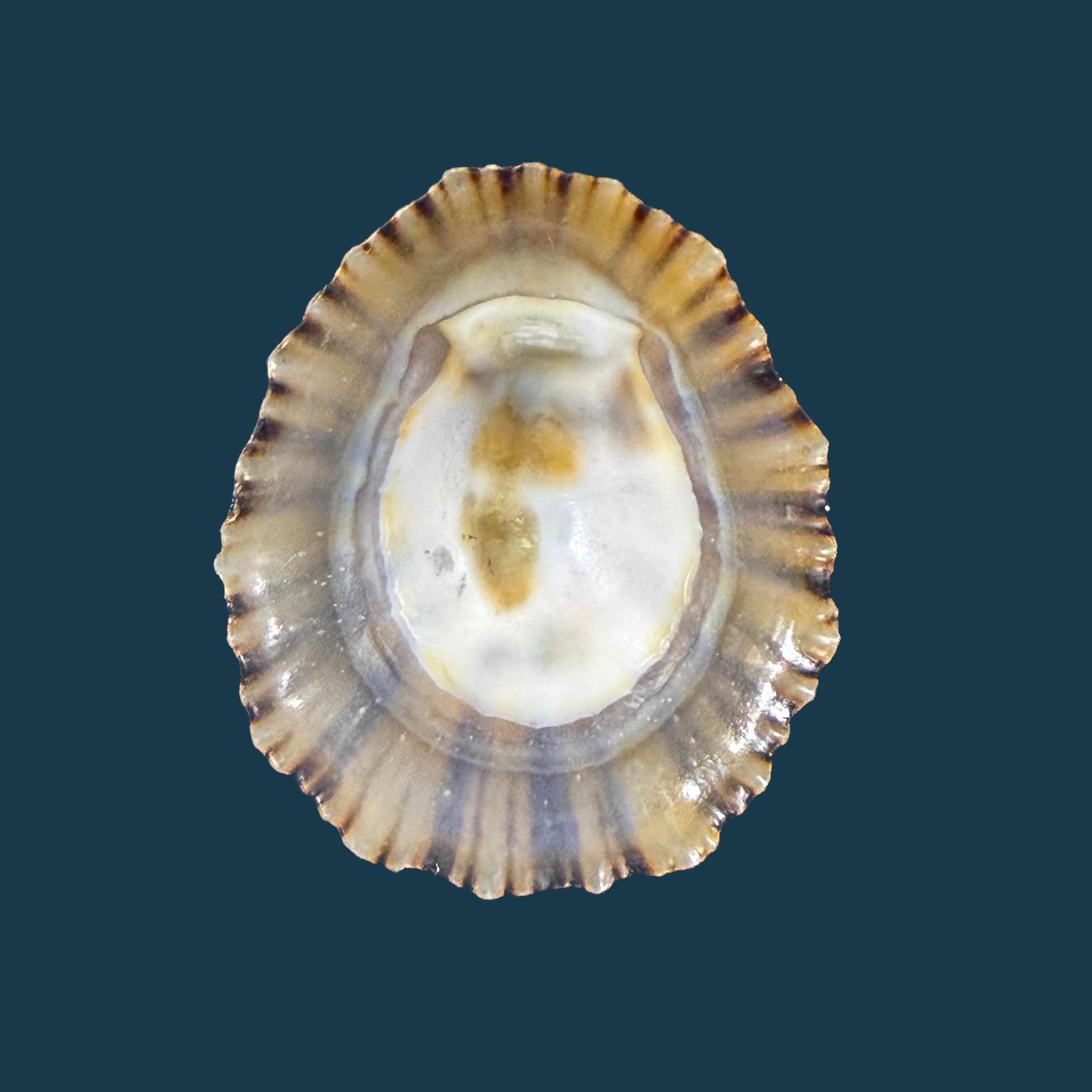 Patella depressa Pennant, 1777 - 40,6mm
