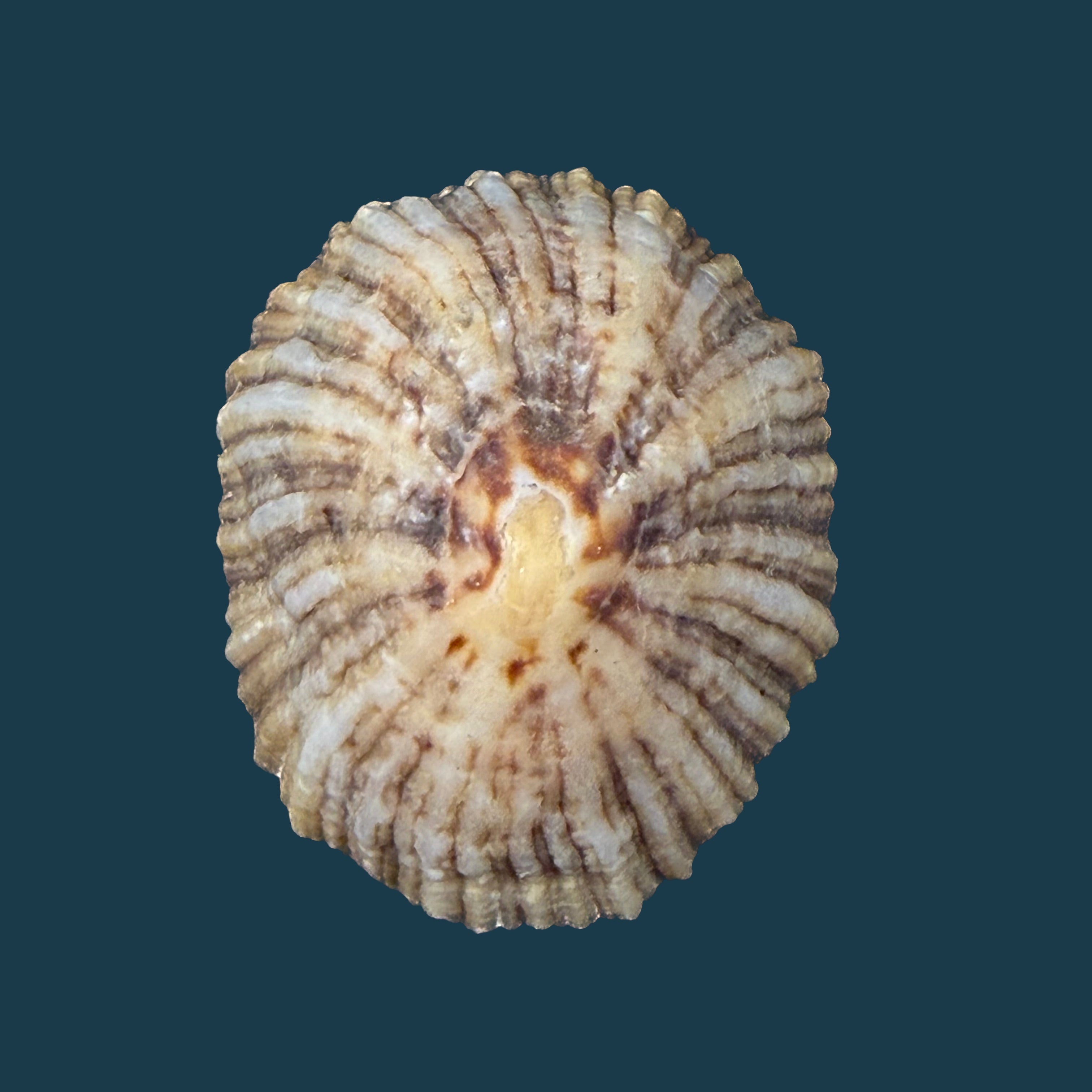 Patella depressa Pennant, 1777 - 42,9mm