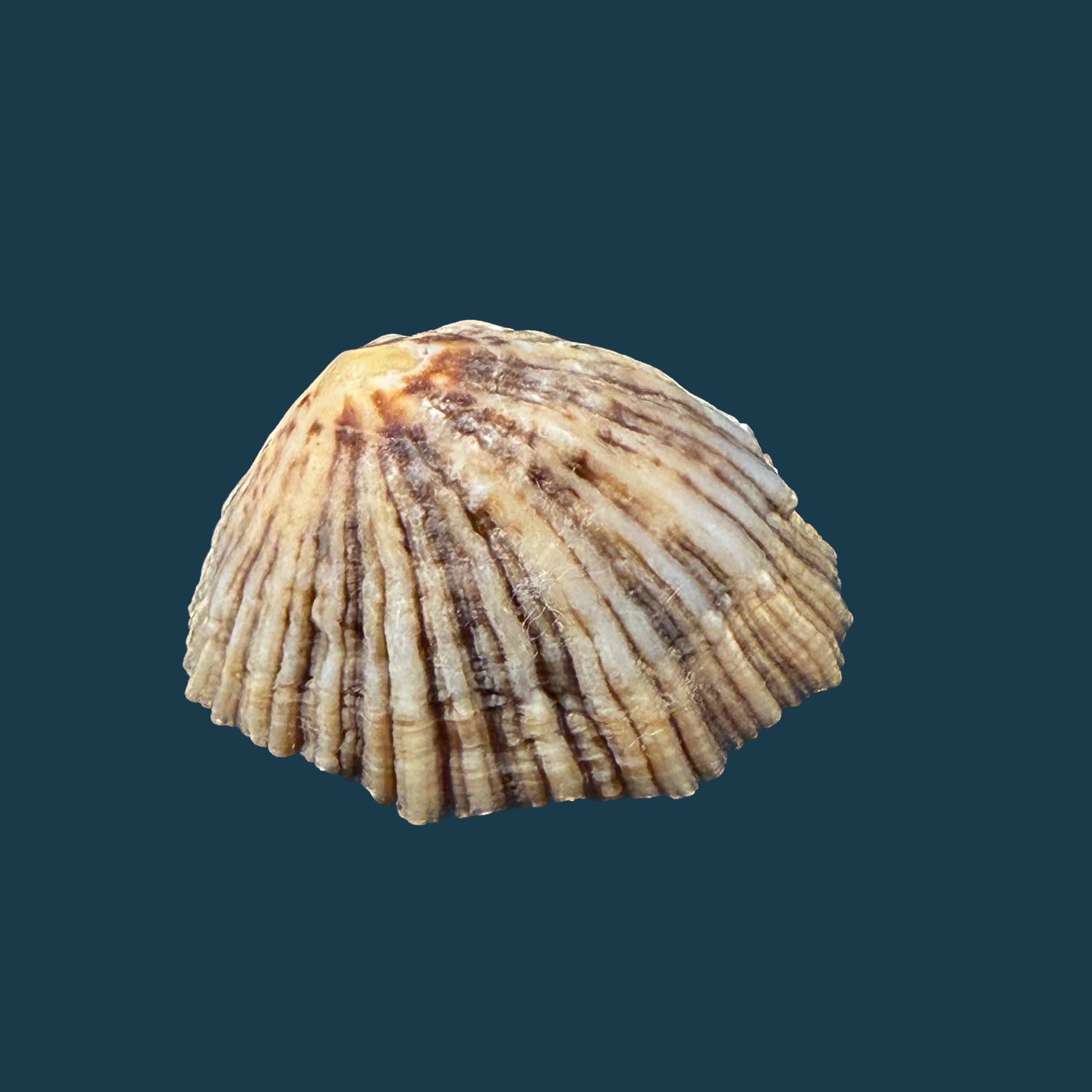 Patella depressa Pennant, 1777 - 42,9mm