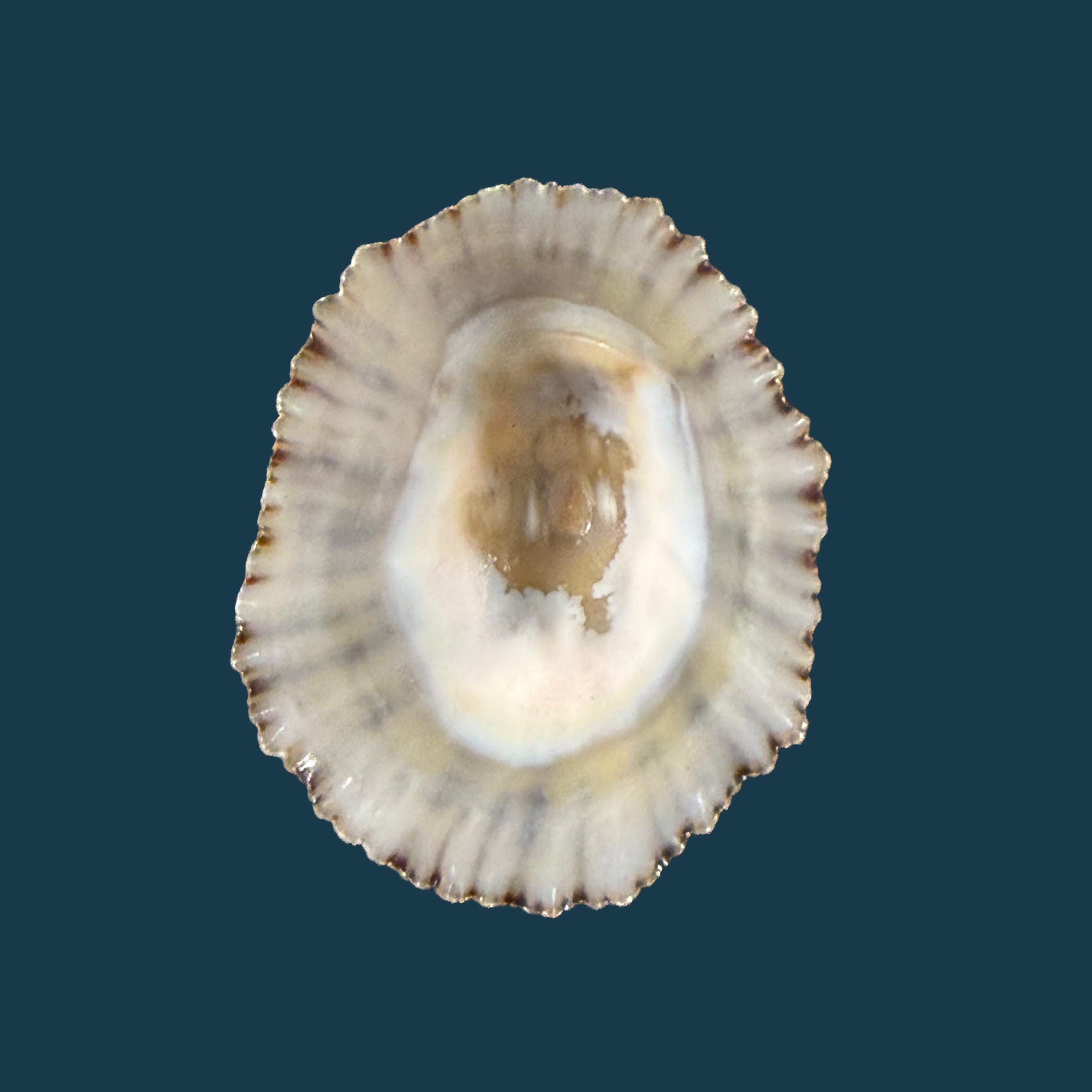 Patella depressa Pennant, 1777 - 42,9mm