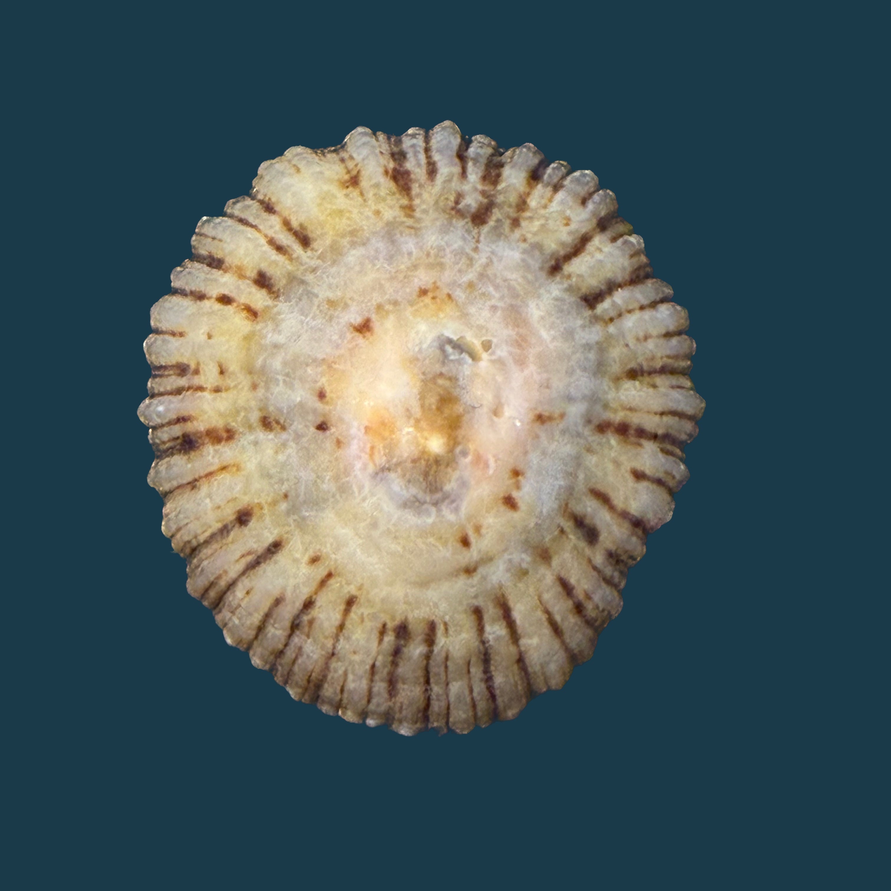 Patella depressa Pennant, 1777 - 40,4mm