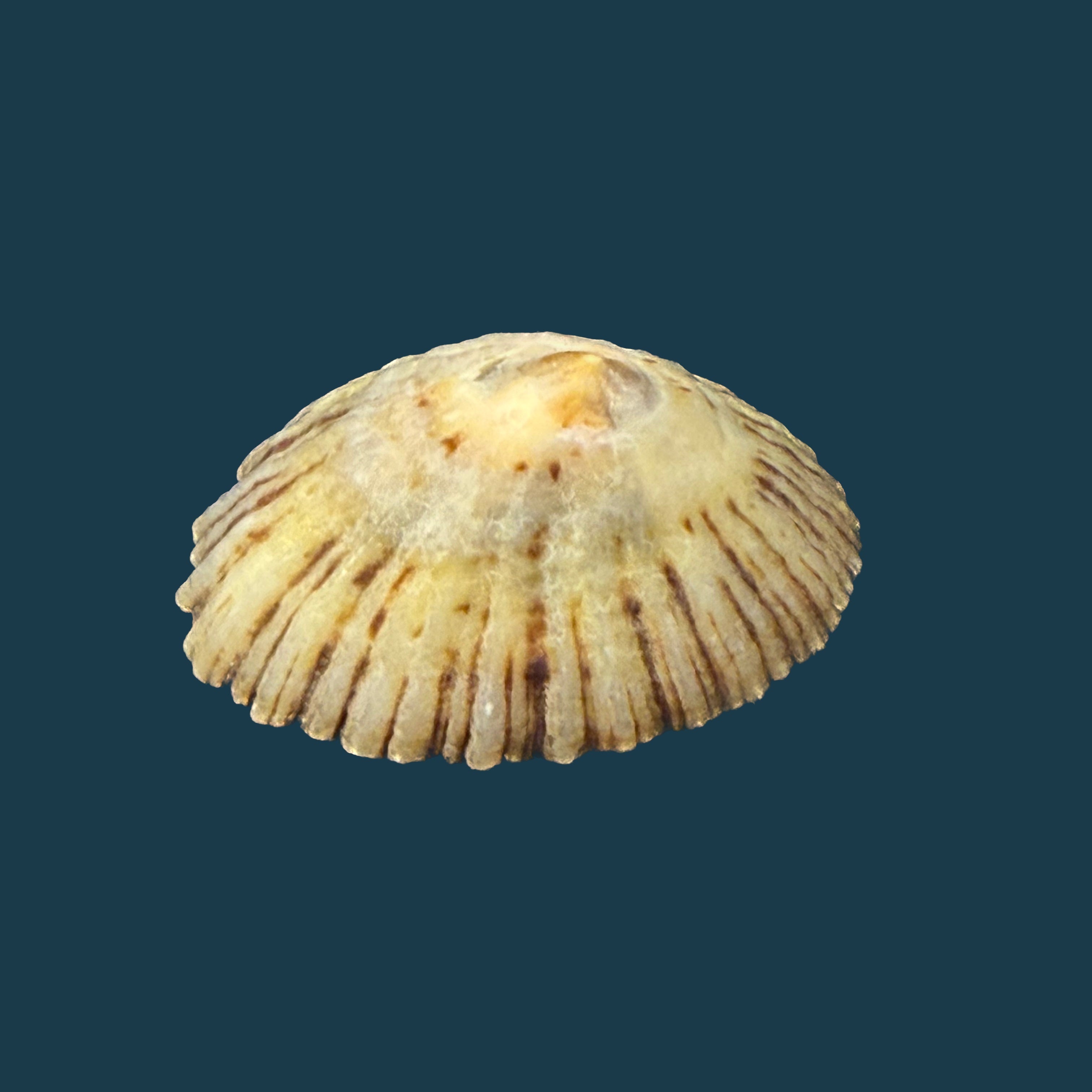 Patella depressa Pennant, 1777 - 40,4mm