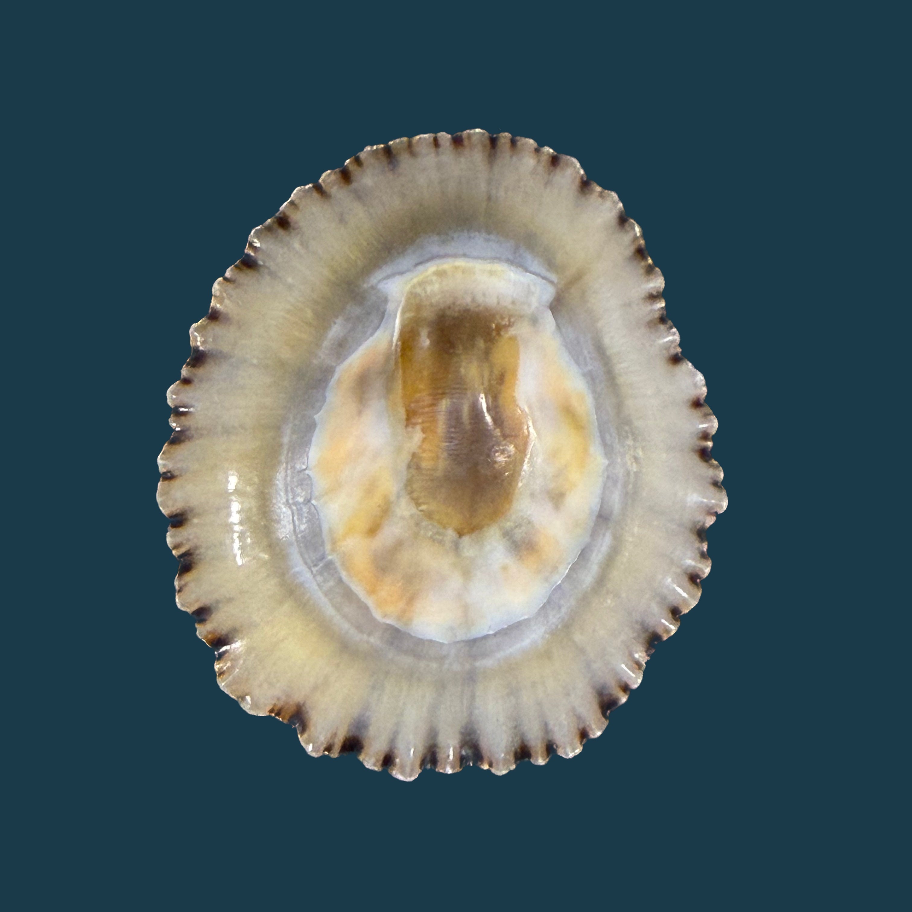 Patella depressa Pennant, 1777 - 40,4mm