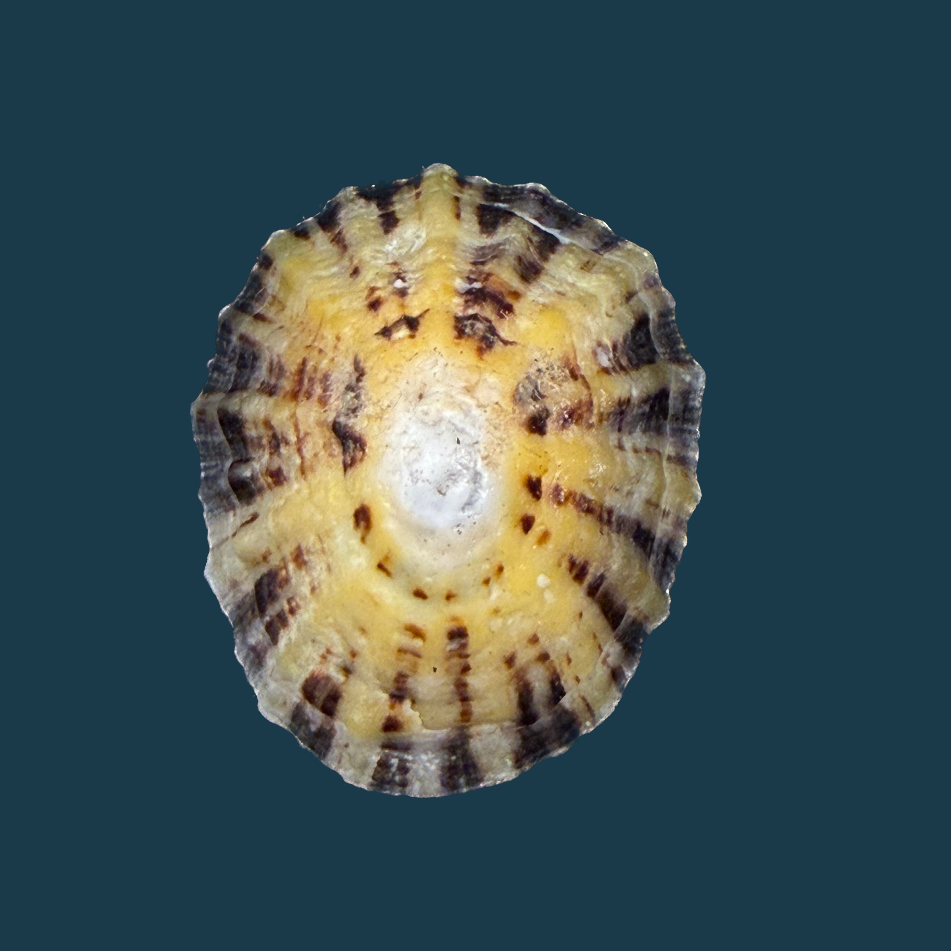 Patella vulgata Linnaeus, 1758 - 36,5mm