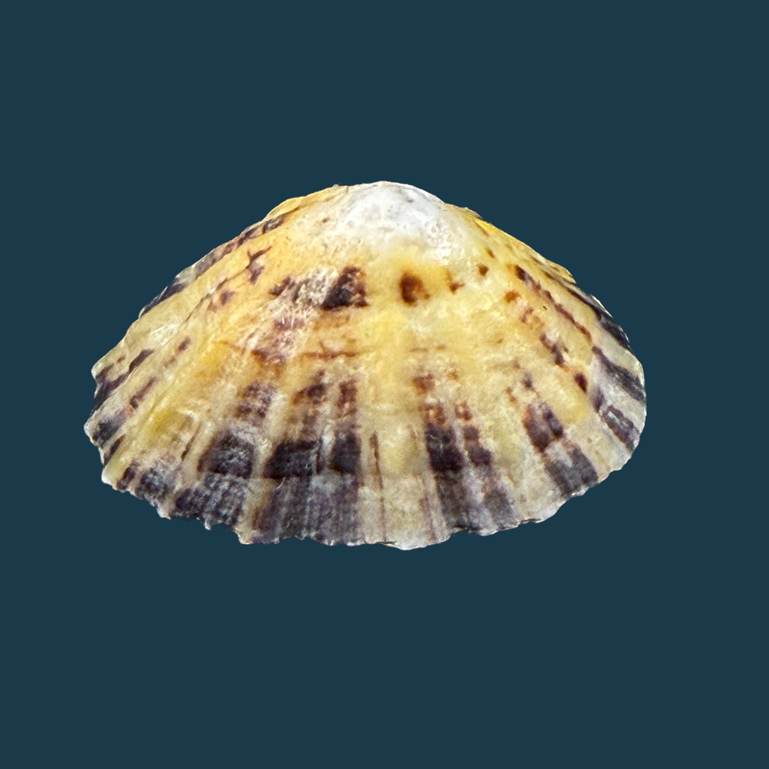 Patella vulgata Linnaeus, 1758 - 36,5mm