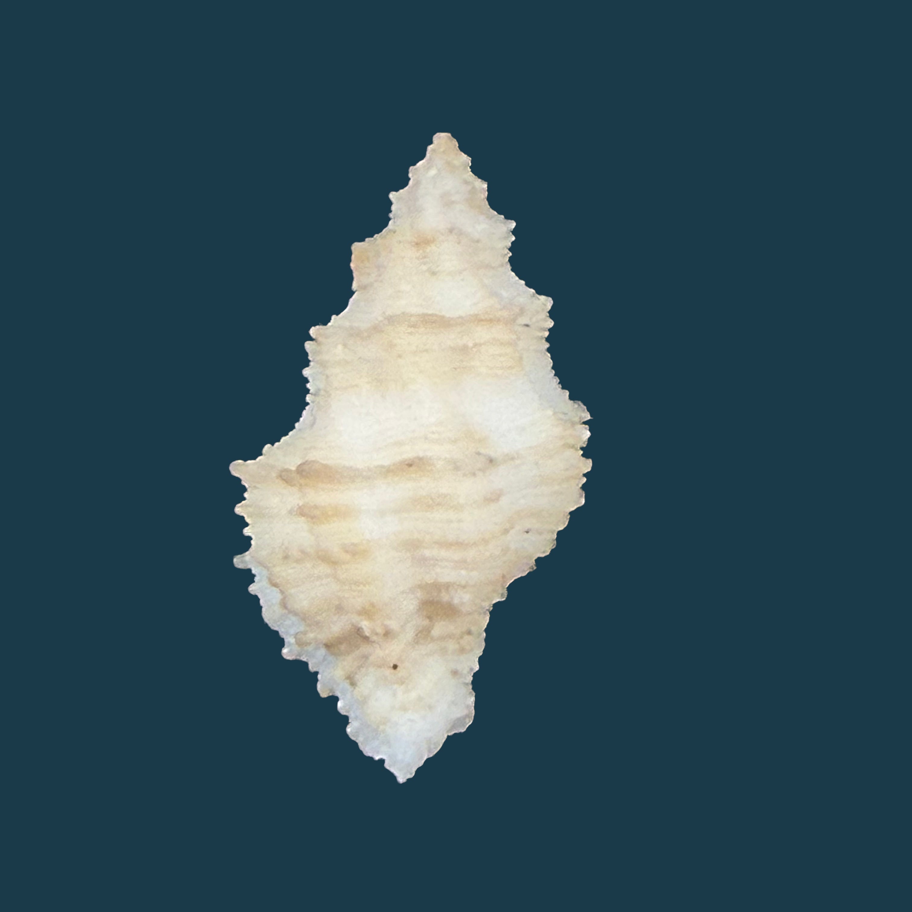 Babelomurex mansfieldi (T. L. McGinty, 1940) - 23,6mm