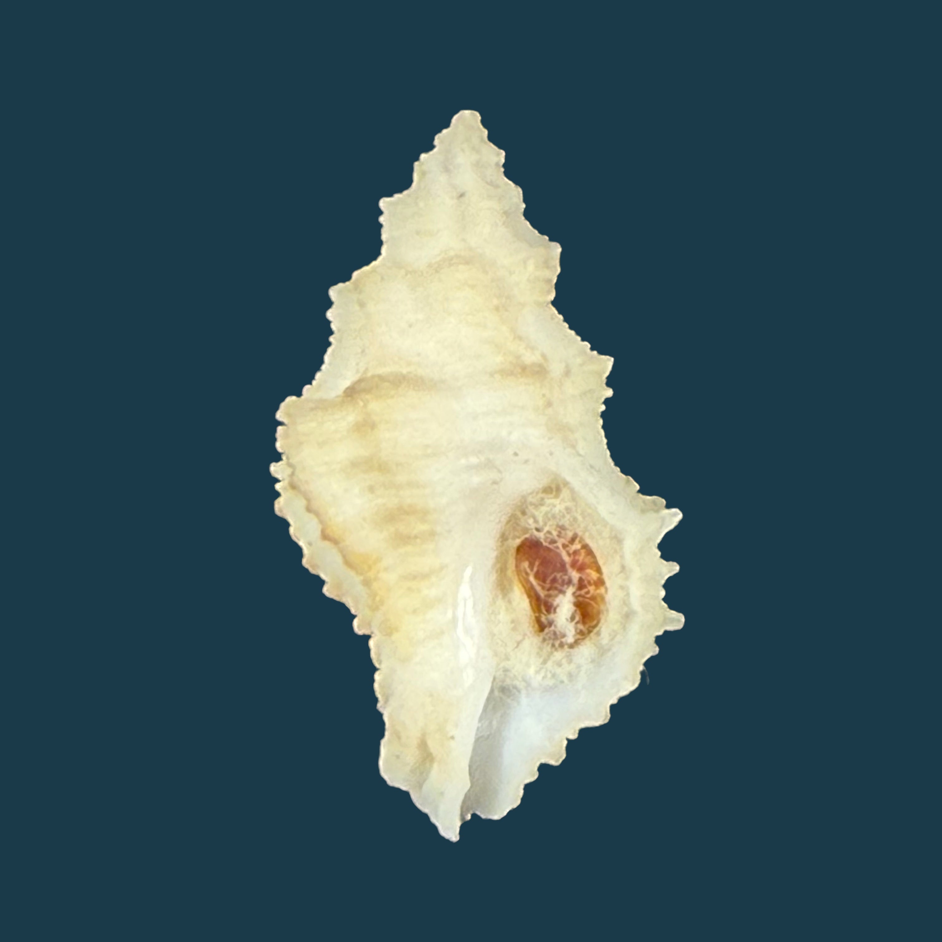 Babelomurex mansfieldi (T. L. McGinty, 1940) - 23,6mm