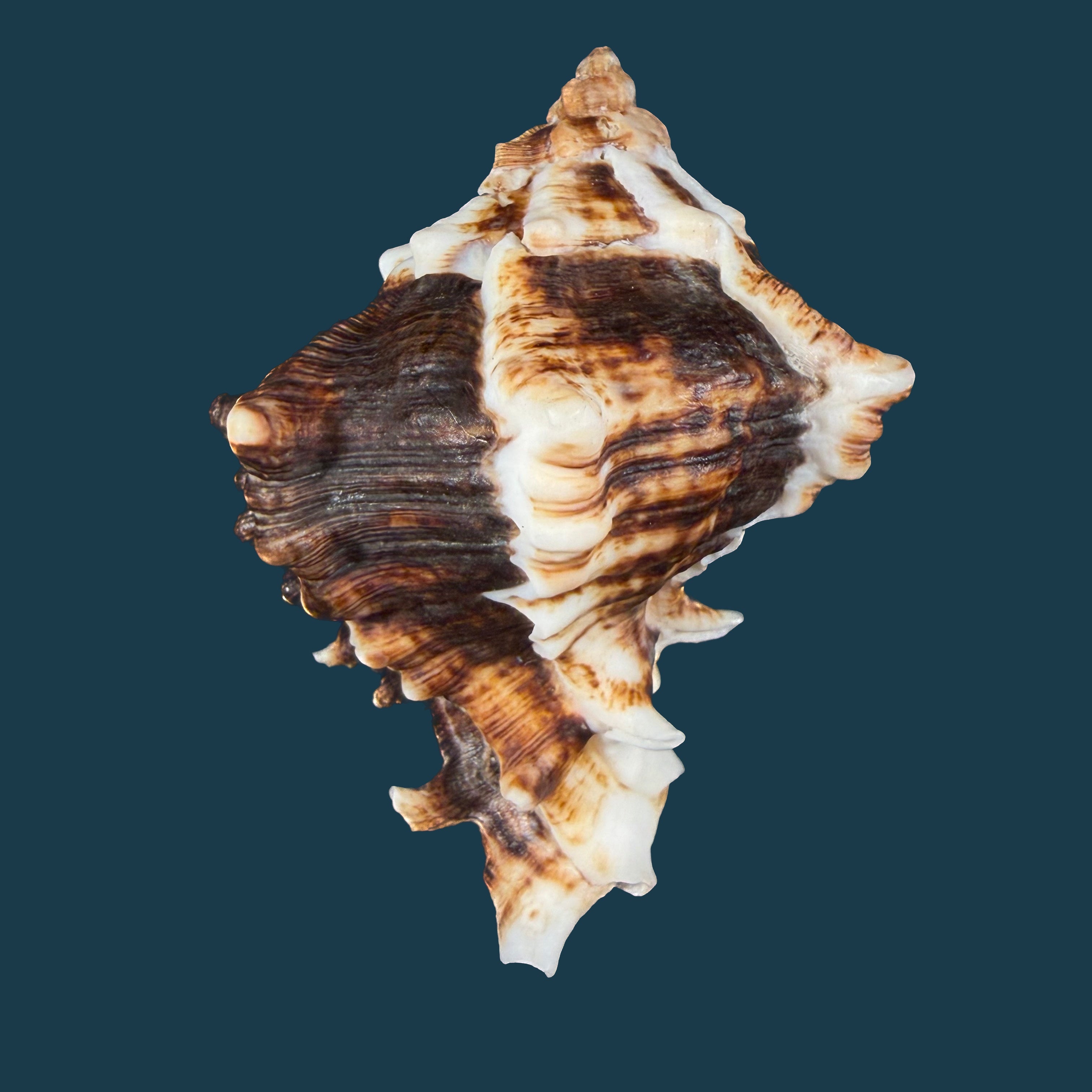Hexaplex kuesterianus (Tapparone Canefri, 1875) - 88,5mm
