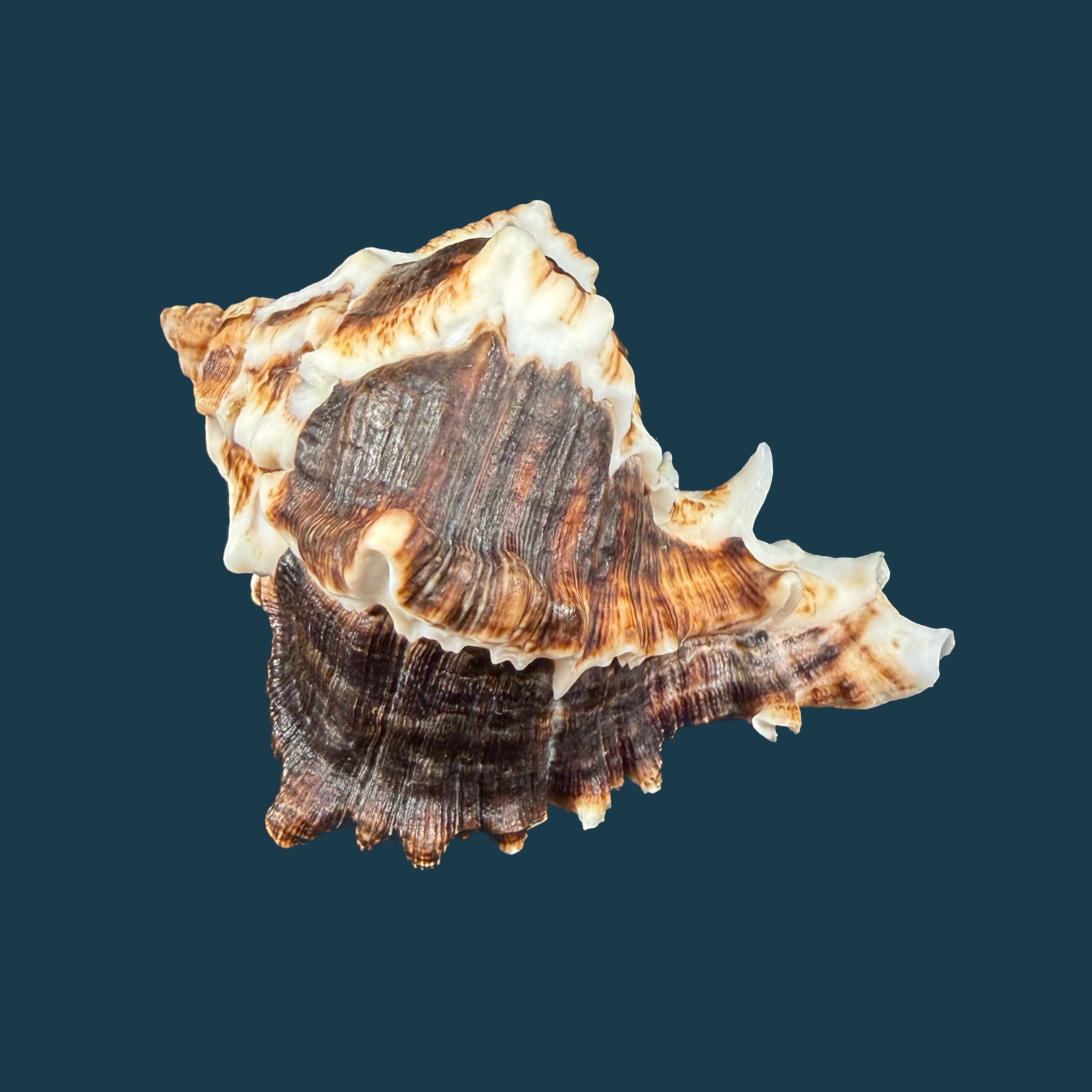 Hexaplex kuesterianus (Tapparone Canefri, 1875) - 88,5mm