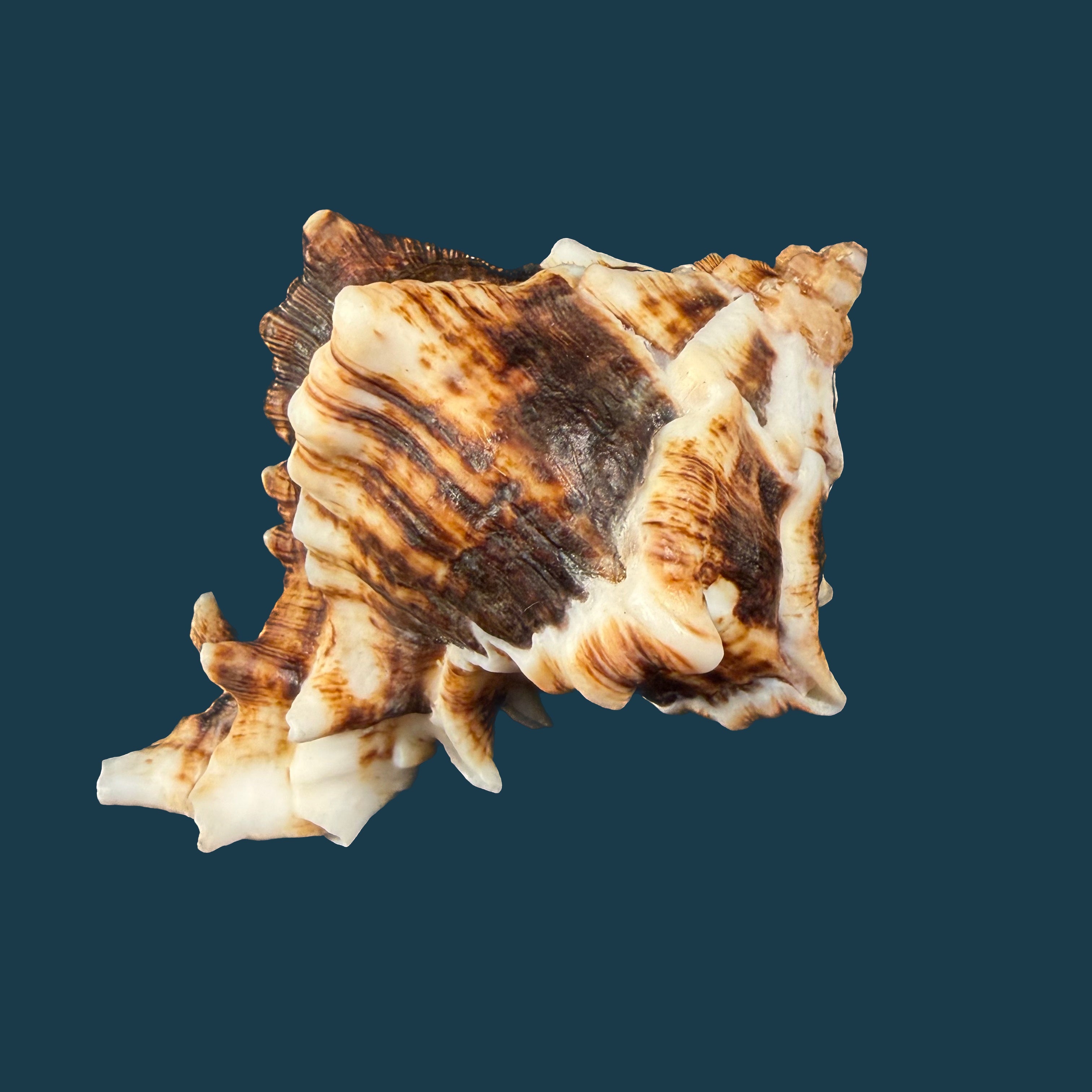Hexaplex kuesterianus (Tapparone Canefri, 1875) - 88,5mm