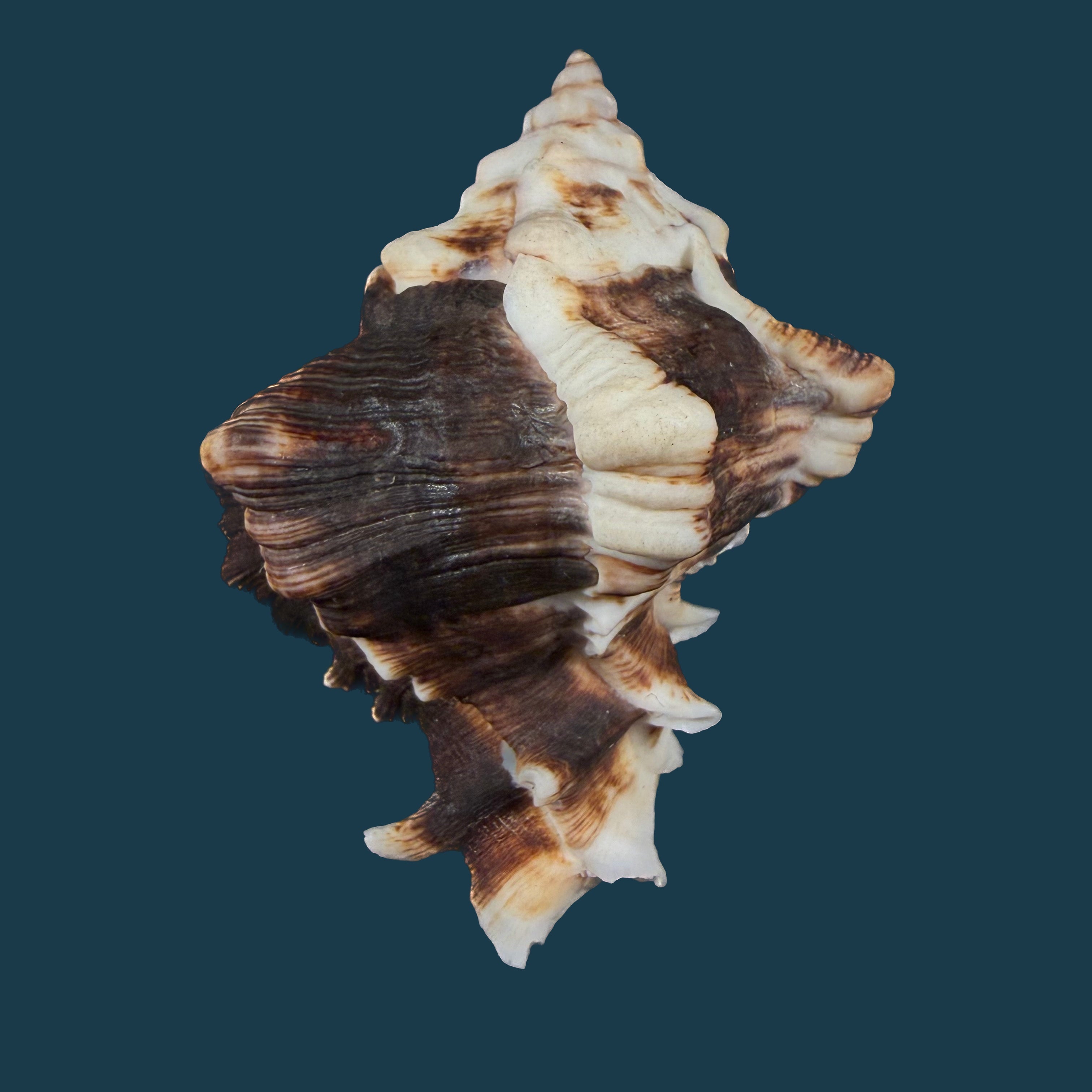 Hexaplex kuesterianus (Tapparone Canefri, 1875) - 88,3mm