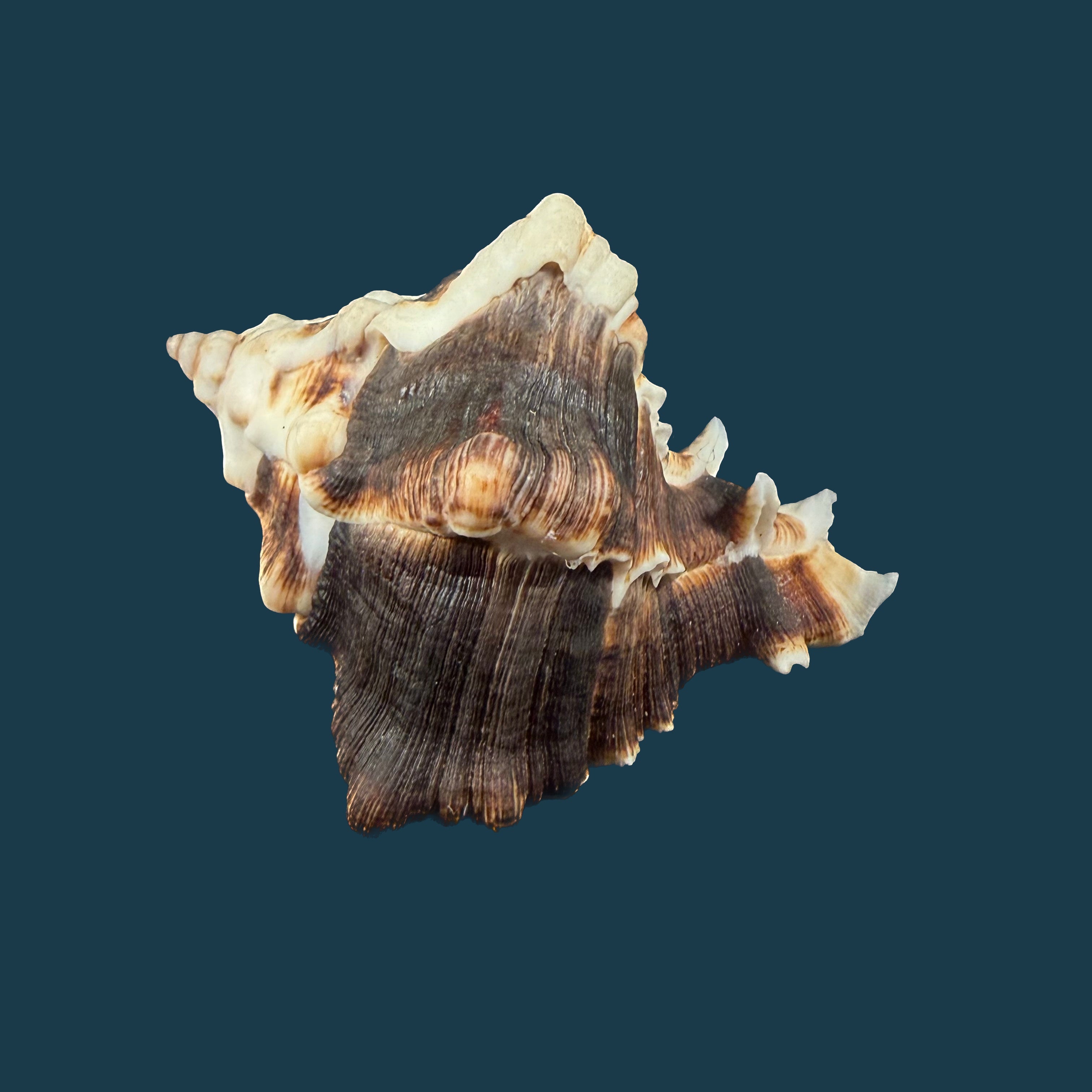 Hexaplex kuesterianus (Tapparone Canefri, 1875) - 88,3mm