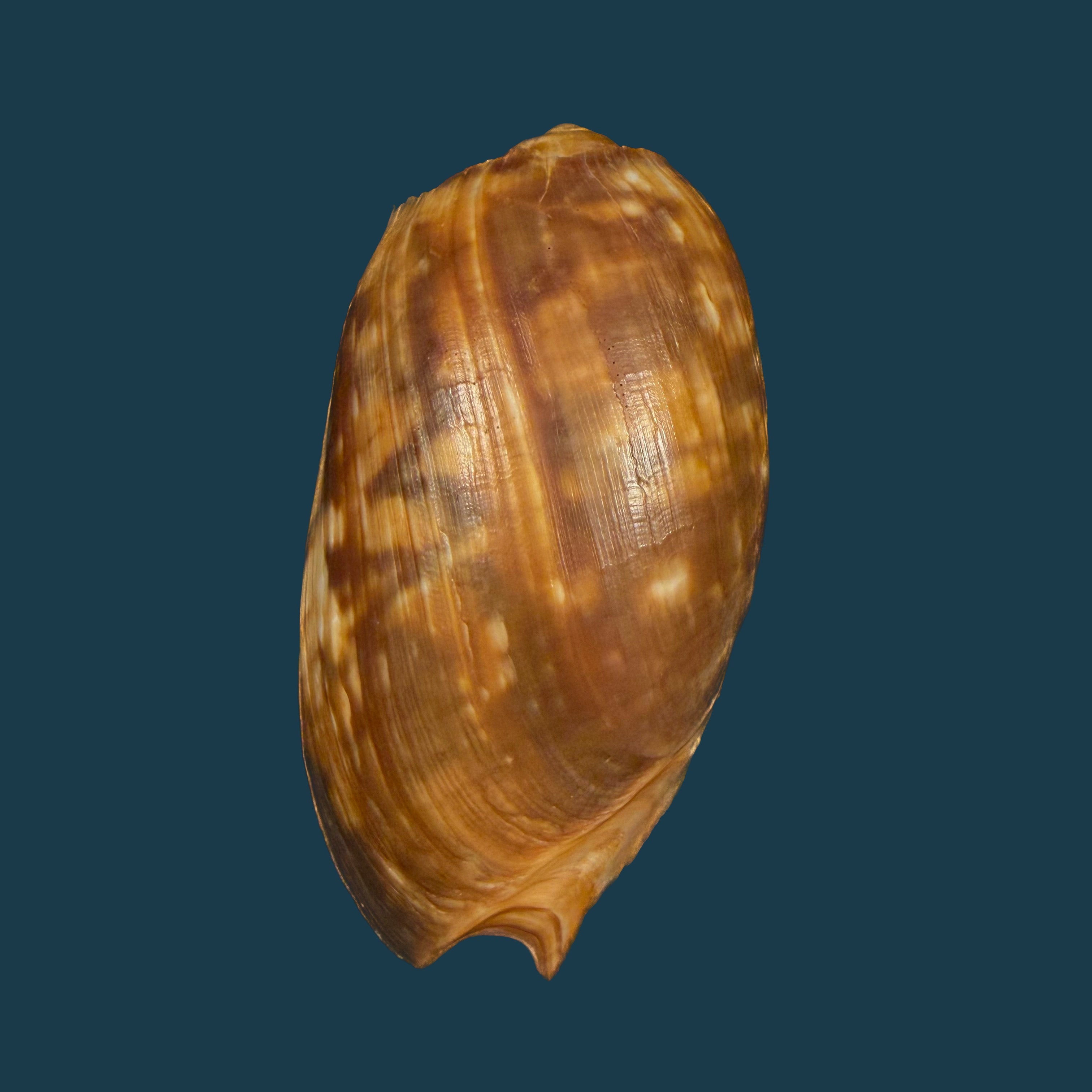 Cymbium marmoratum Link, 1807 - 80,6mm