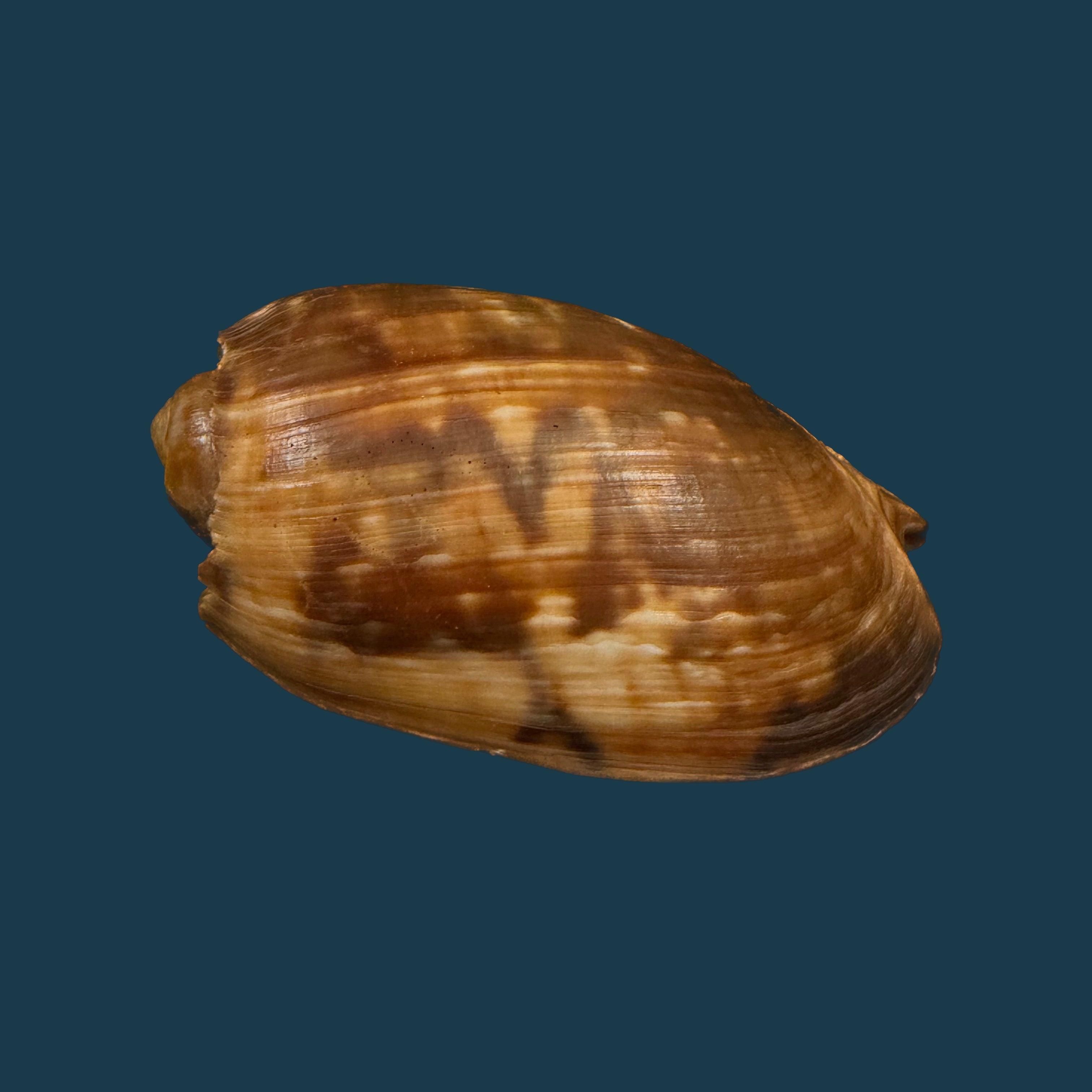 Cymbium marmoratum Link, 1807 - 80,6mm