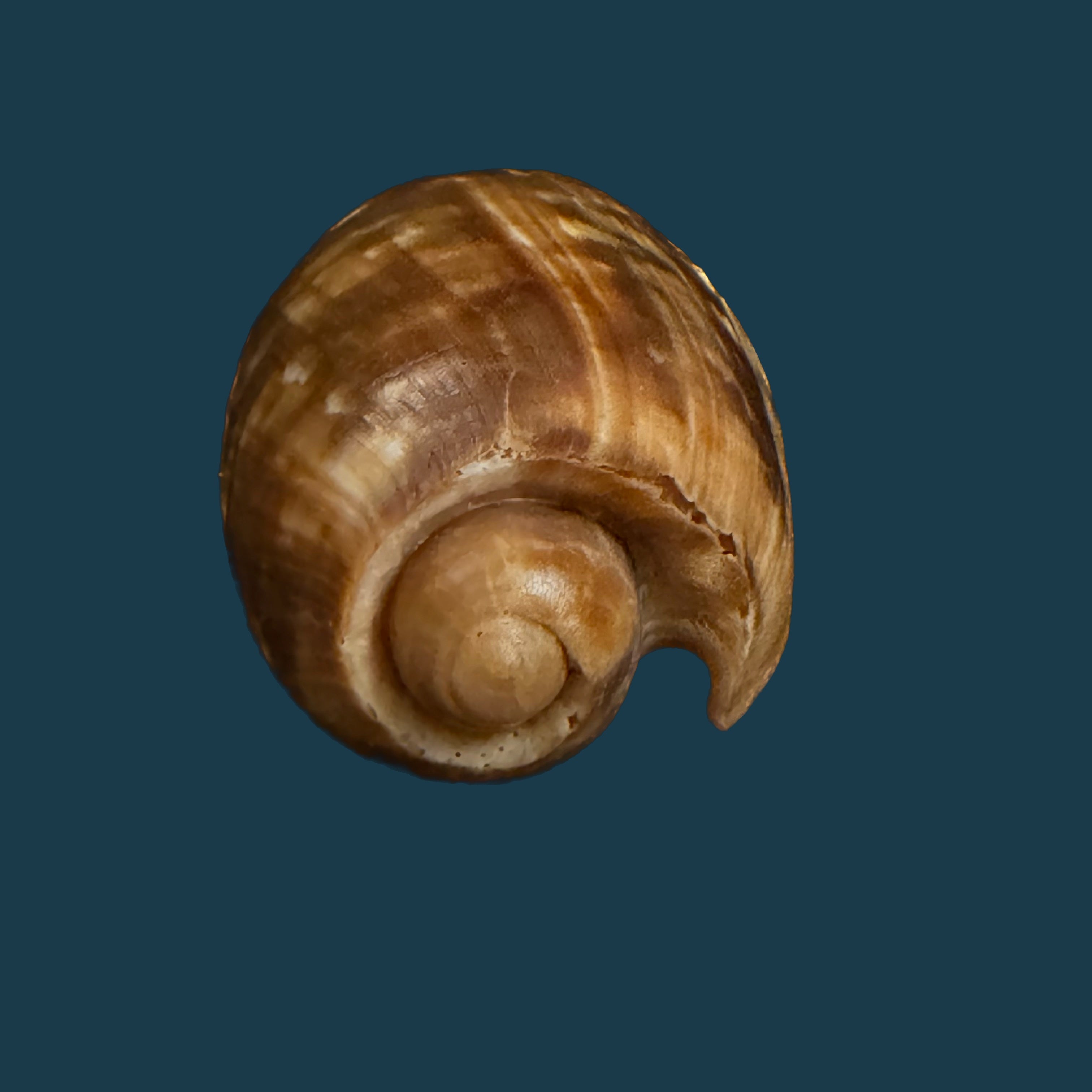 Cymbium marmoratum Link, 1807 - 80,6mm
