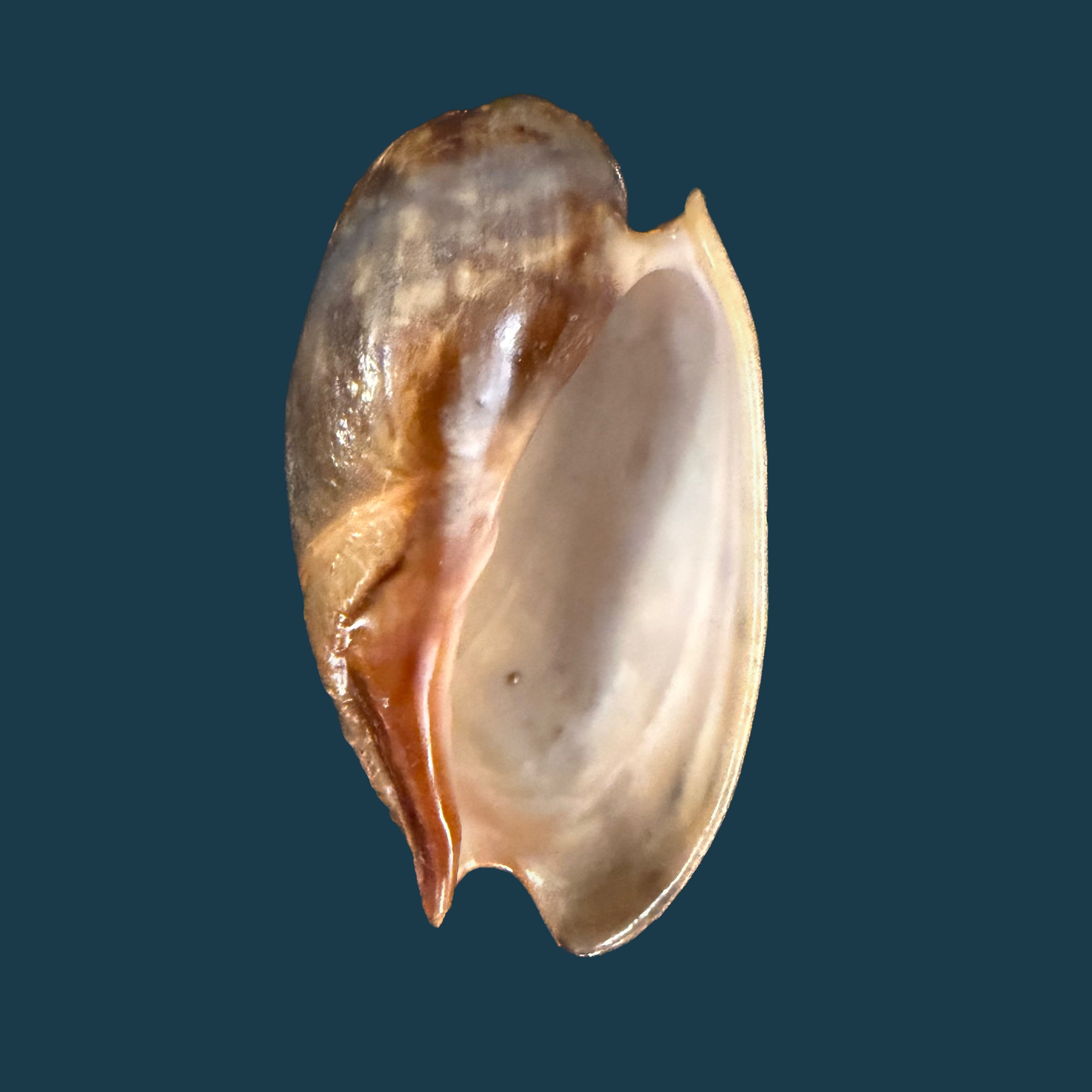 Cymbium marmoratum Link, 1807 - 80,6mm