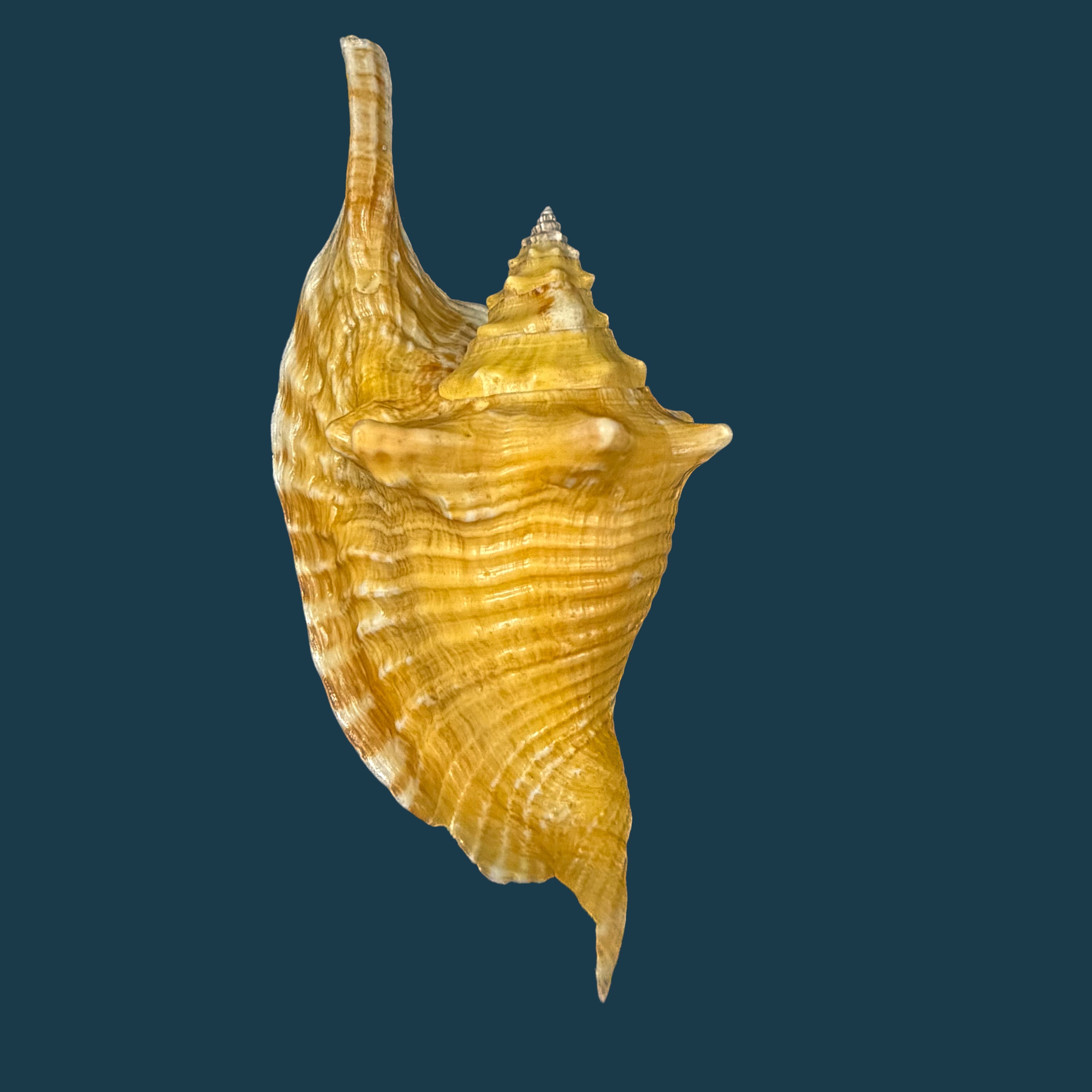 Aliger gallus (Linnaeus, 1758) -109,3mm