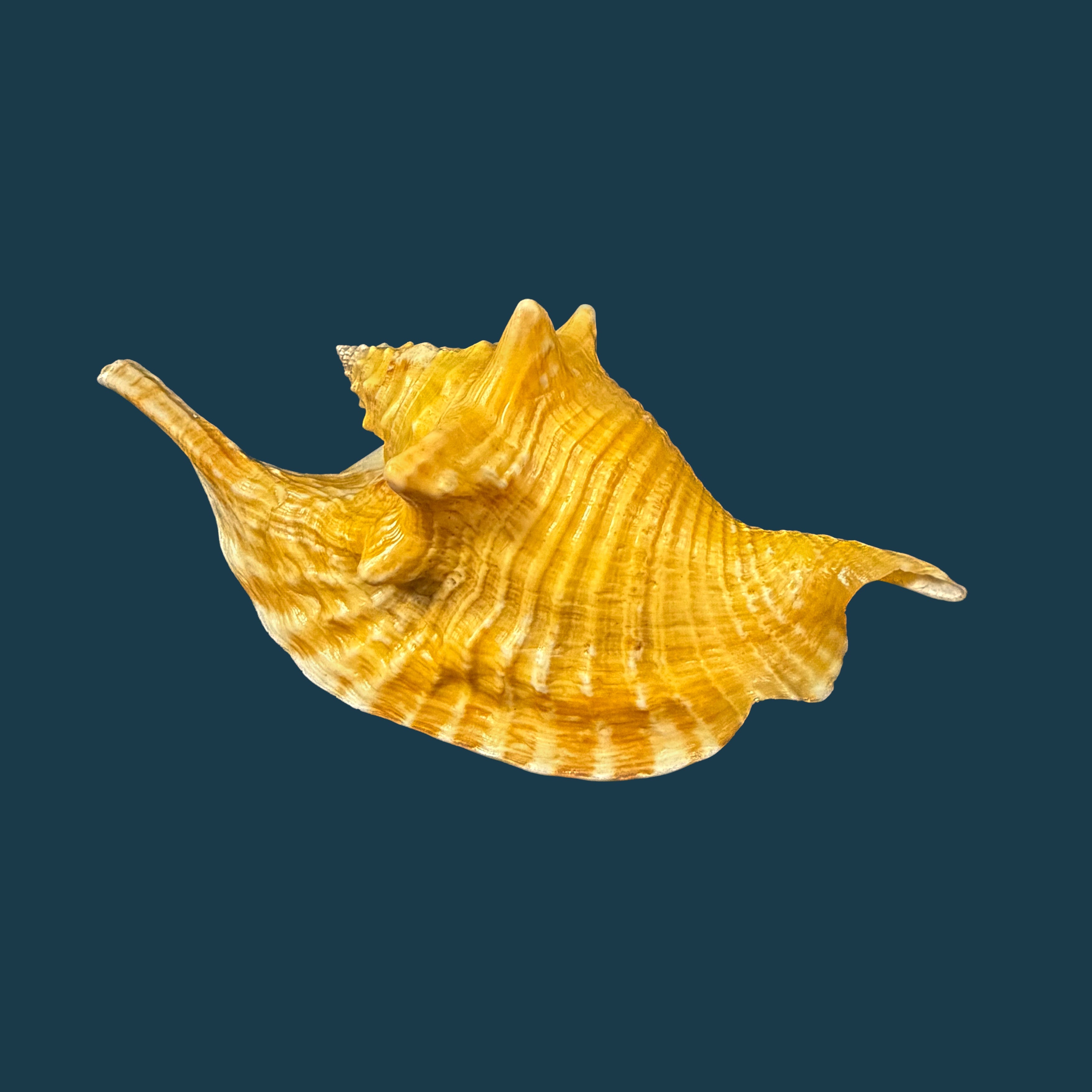 Aliger gallus (Linnaeus, 1758) -109,3mm