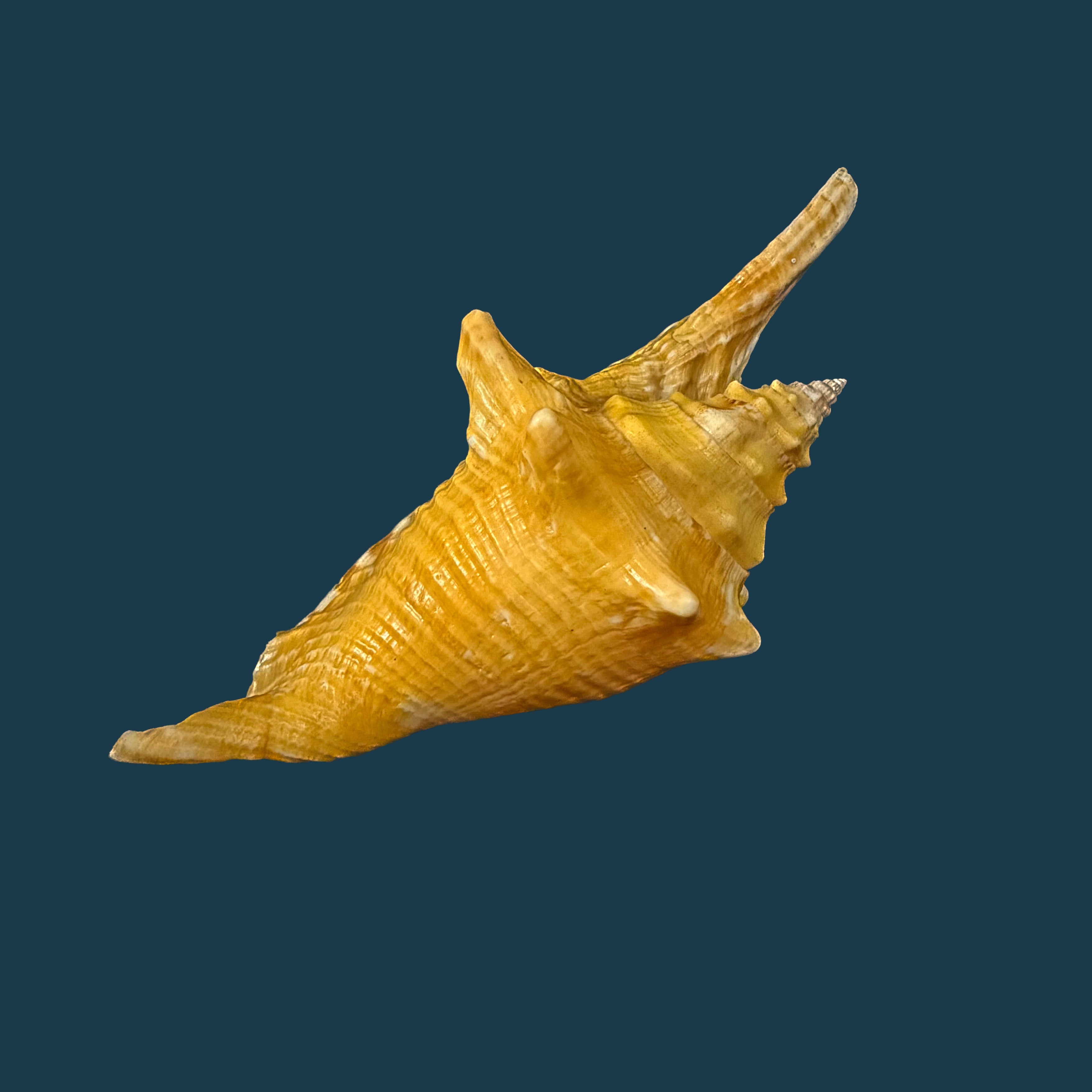Aliger gallus (Linnaeus, 1758) -109,3mm