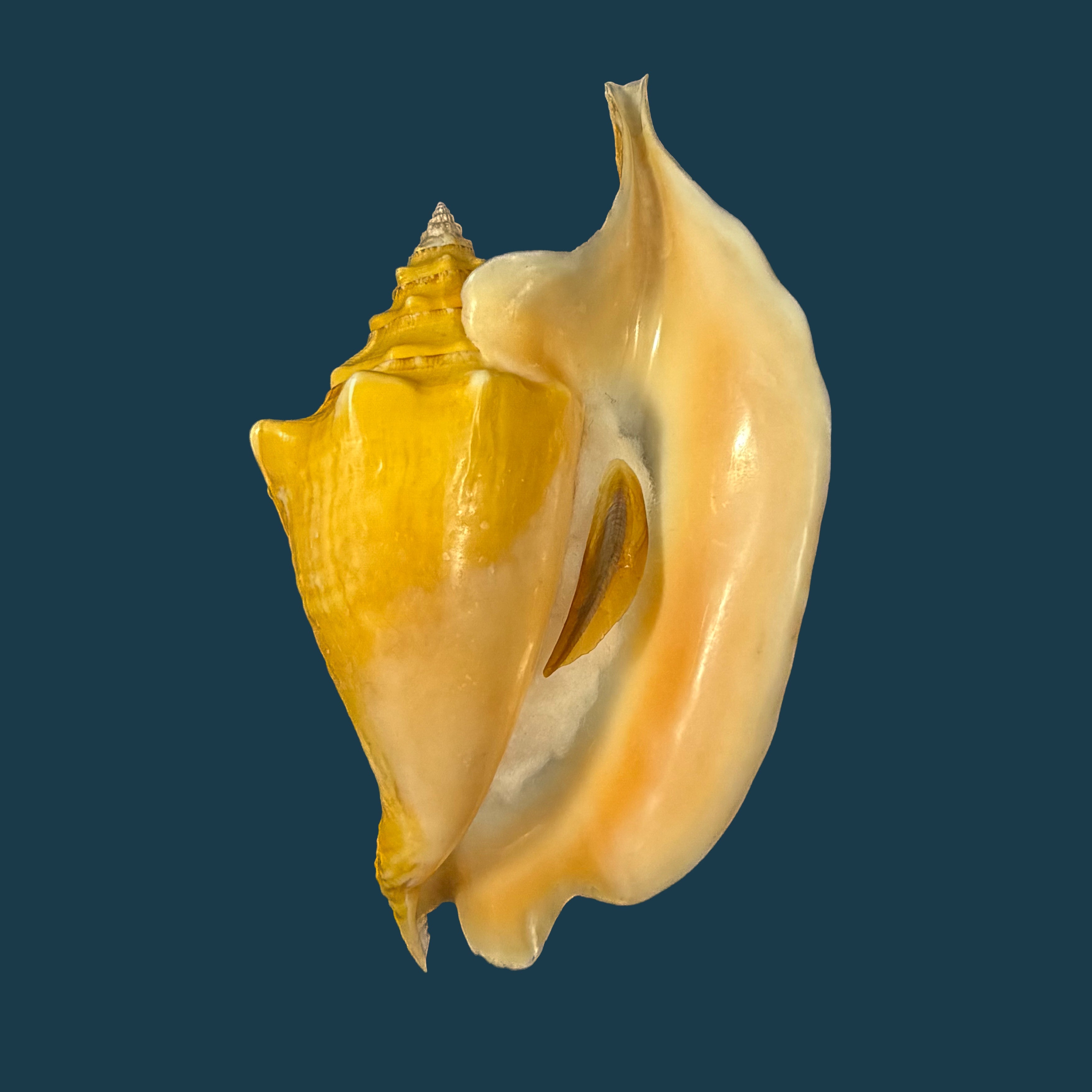Aliger gallus (Linnaeus, 1758) -109,3mm