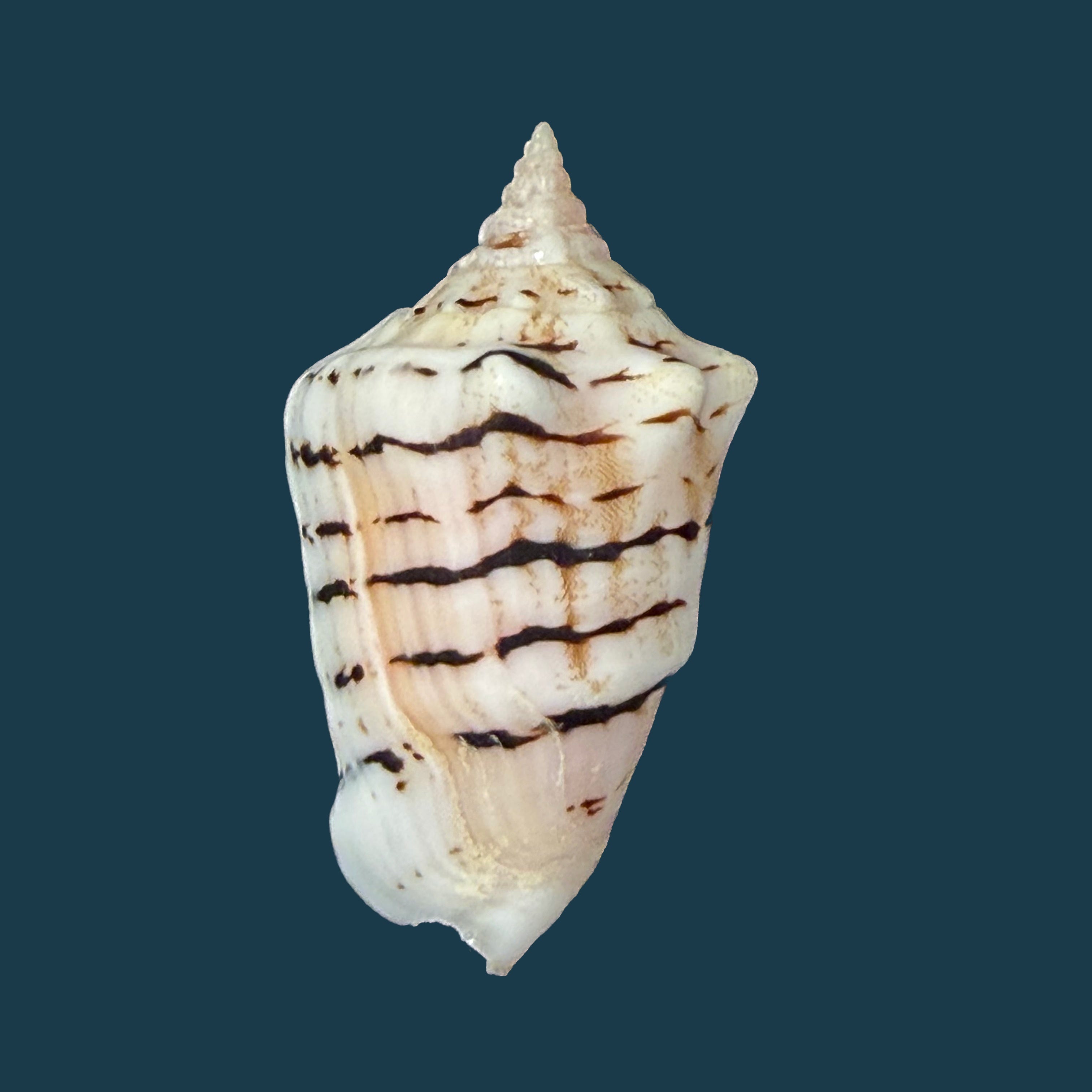 Conomurex fasciatus (Born, 1778) - 35,6mm