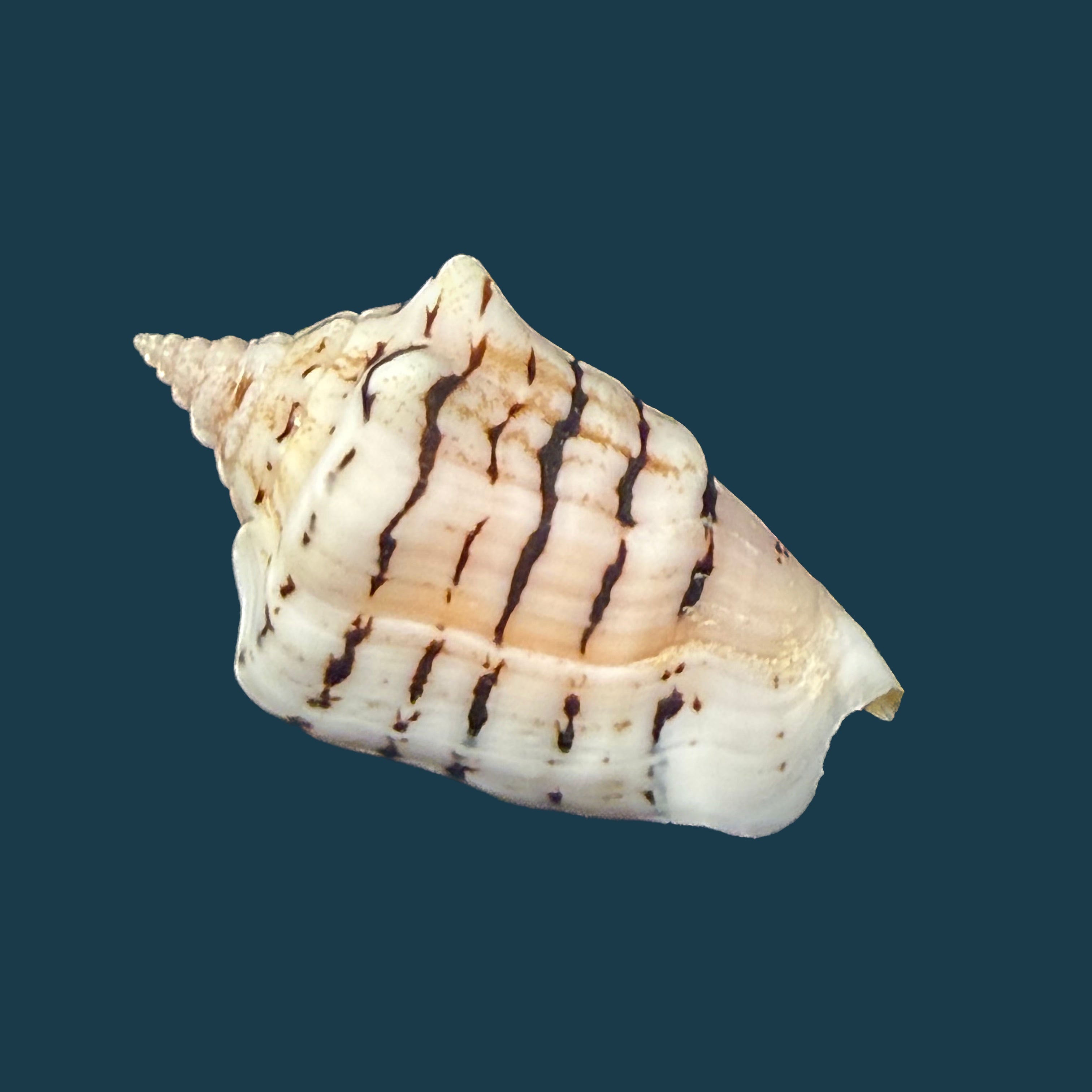 Conomurex fasciatus (Born, 1778) - 35,6mm