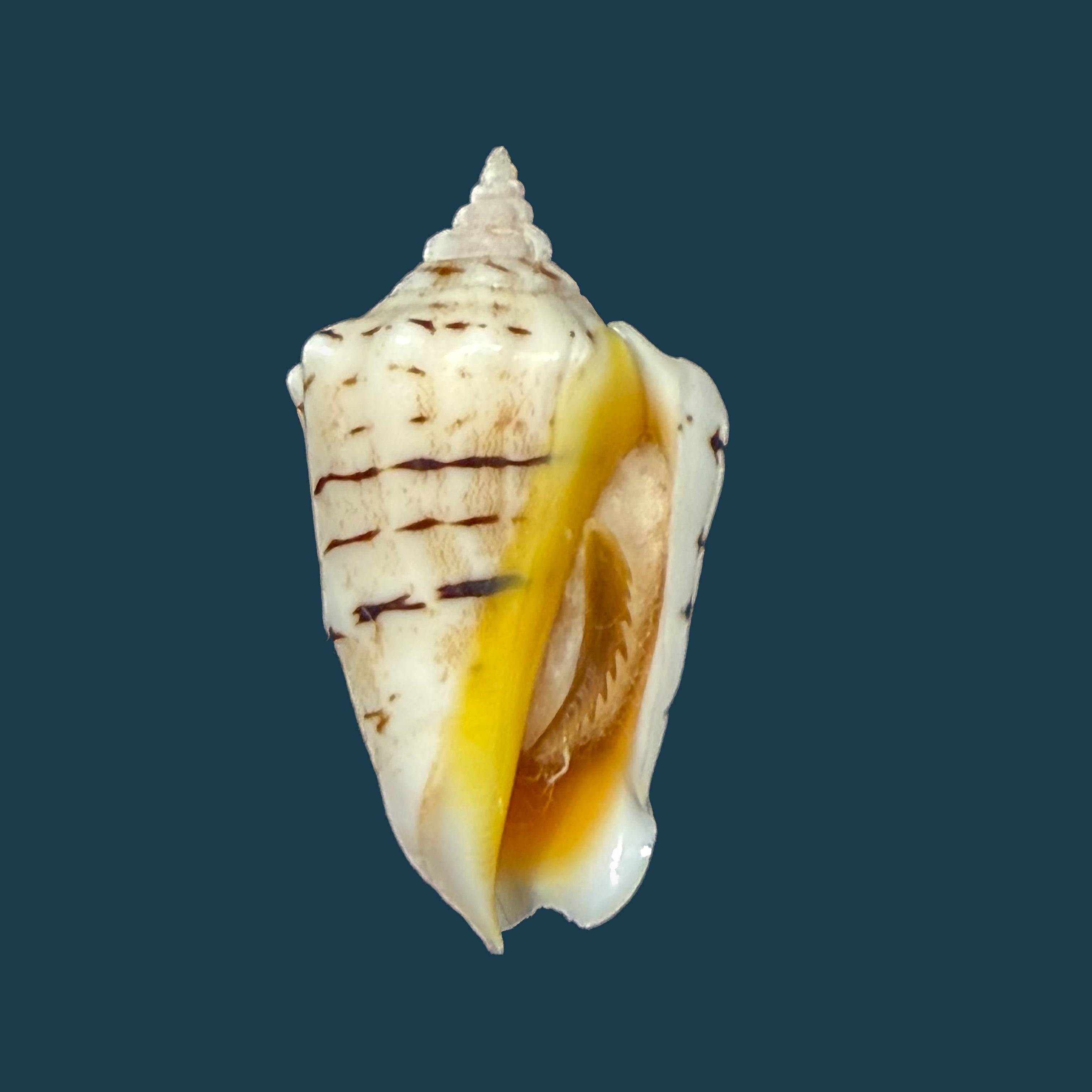 Conomurex fasciatus (Born, 1778) - 35,6mm