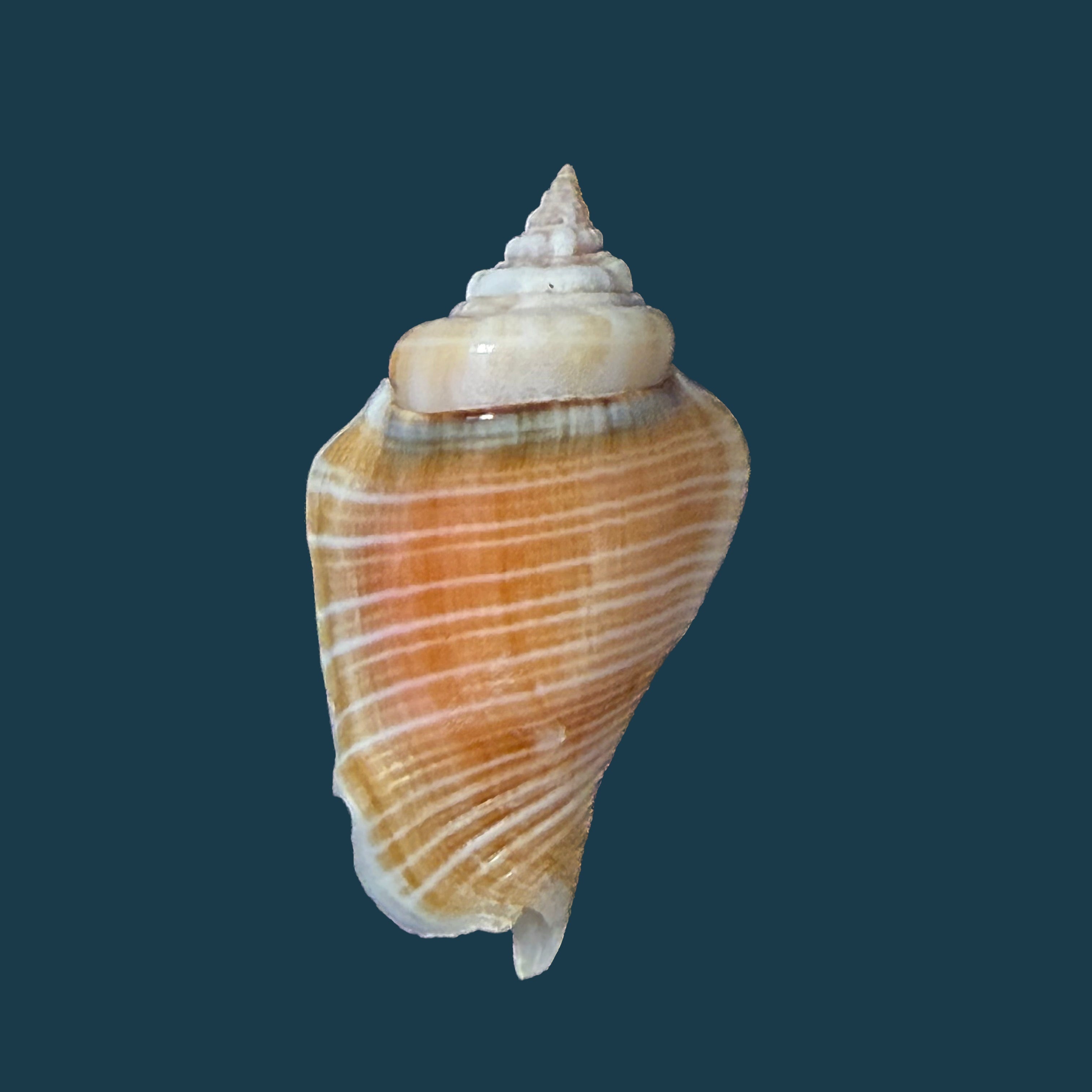 Conomurex fasciatus (Born, 1778) - 35,4mm