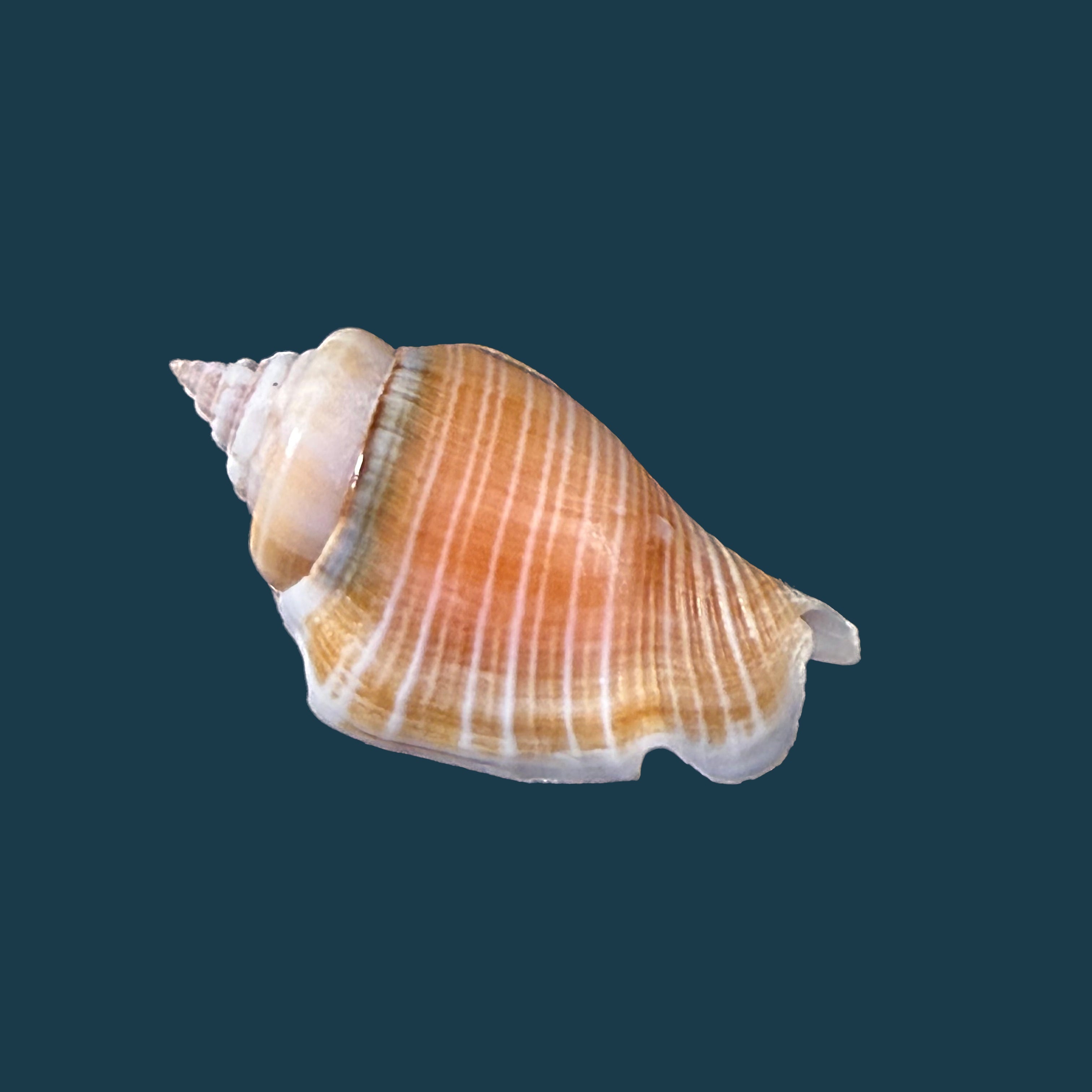 Conomurex fasciatus (Born, 1778) - 35,4mm