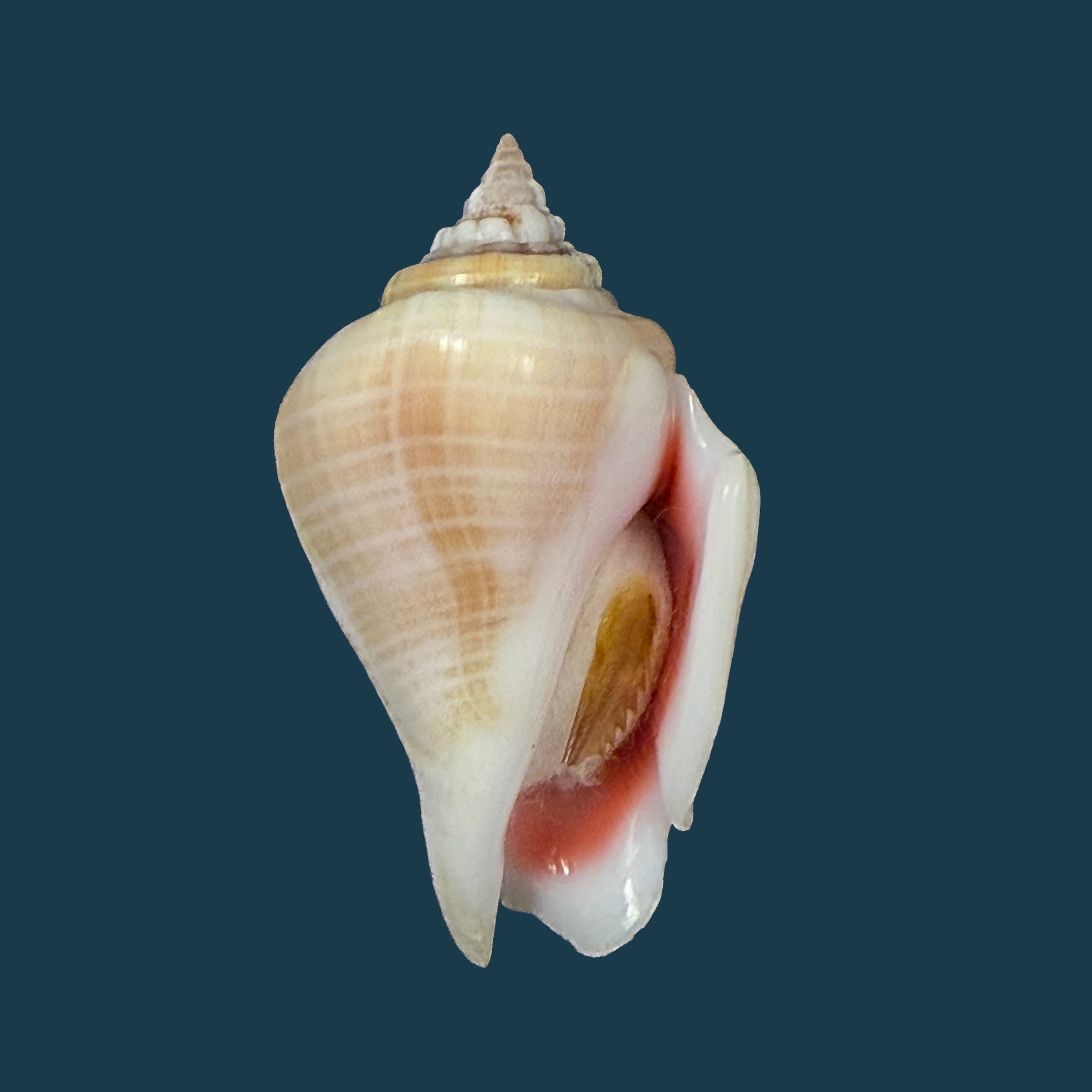 Conomurex fasciatus (Born, 1778) - 35,4mm